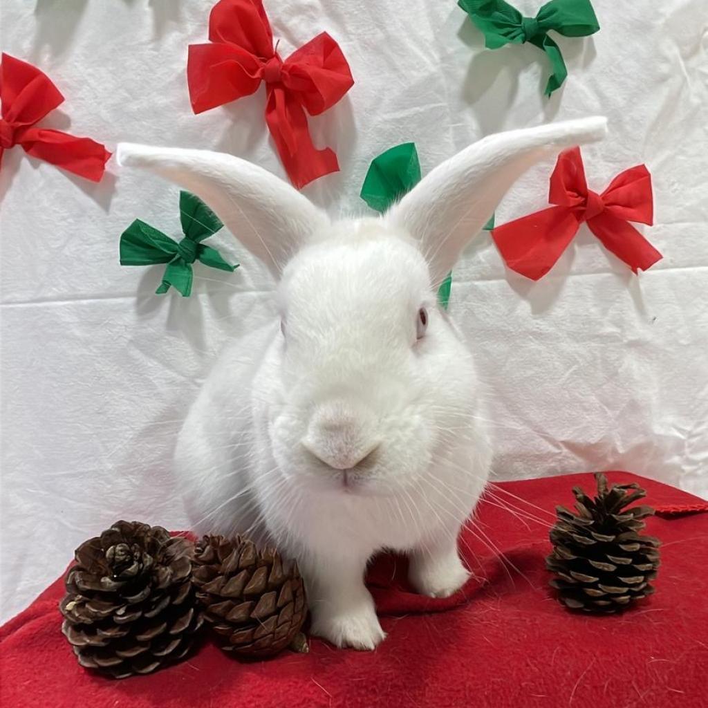 Peter, a Adoptable Bunny Rabbit in Puslinch, ON image 1/6