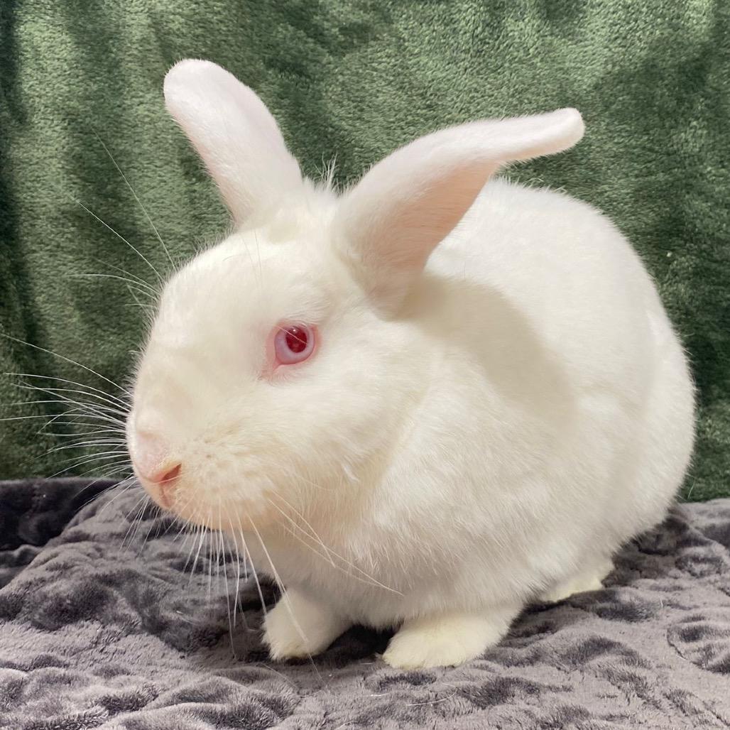 Peter, a Adoptable Bunny Rabbit in Puslinch, ON image 2/6