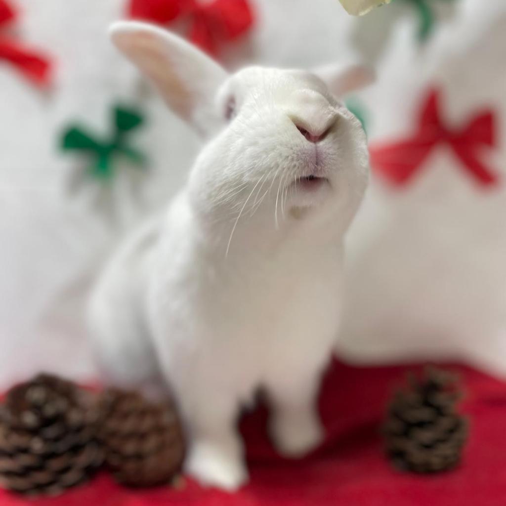 Peter, a Adoptable Bunny Rabbit in Puslinch, ON image 3/6