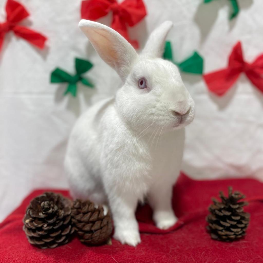 Peter, a Adoptable Bunny Rabbit in Puslinch, ON image 4/6
