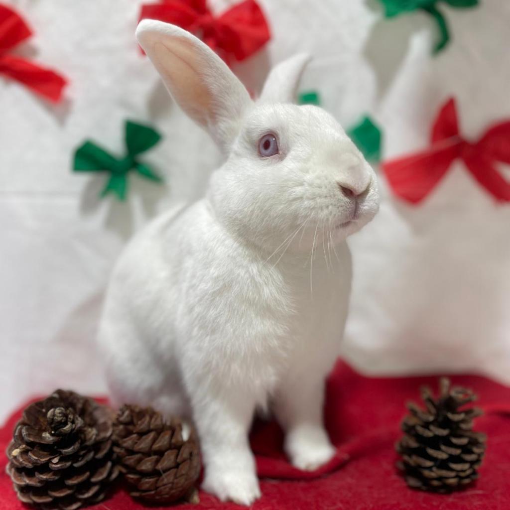 Peter, a Adoptable Bunny Rabbit in Puslinch, ON image 5/6