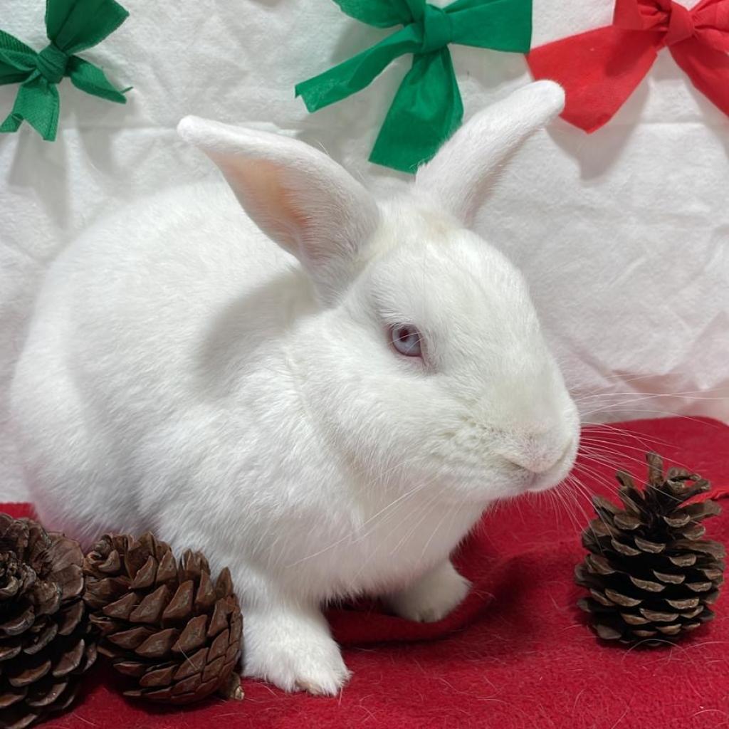 Peter, a Adoptable Bunny Rabbit in Puslinch, ON image 6/6