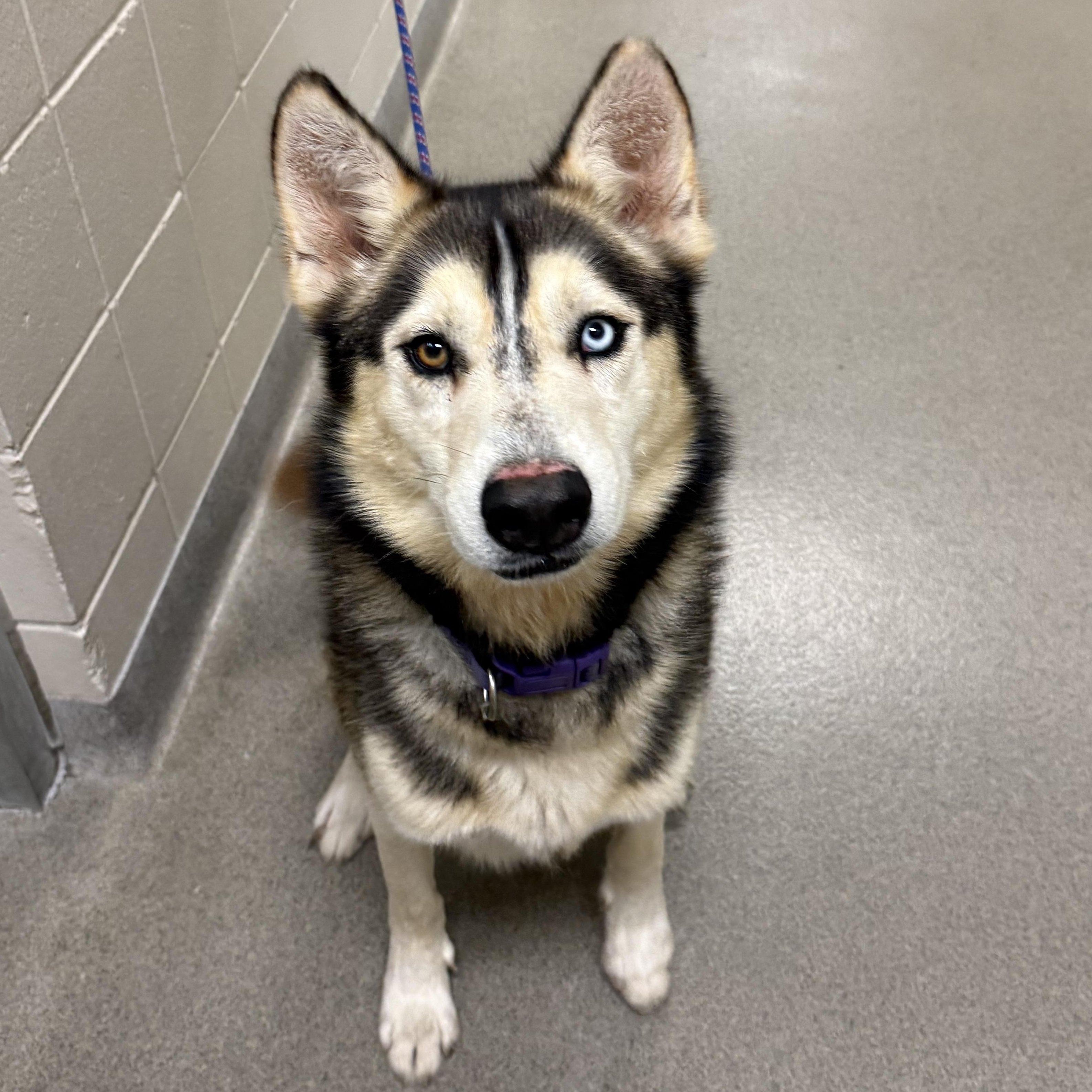Boogie, ADOPTABLE, Adult Male Husky & Shepherd.