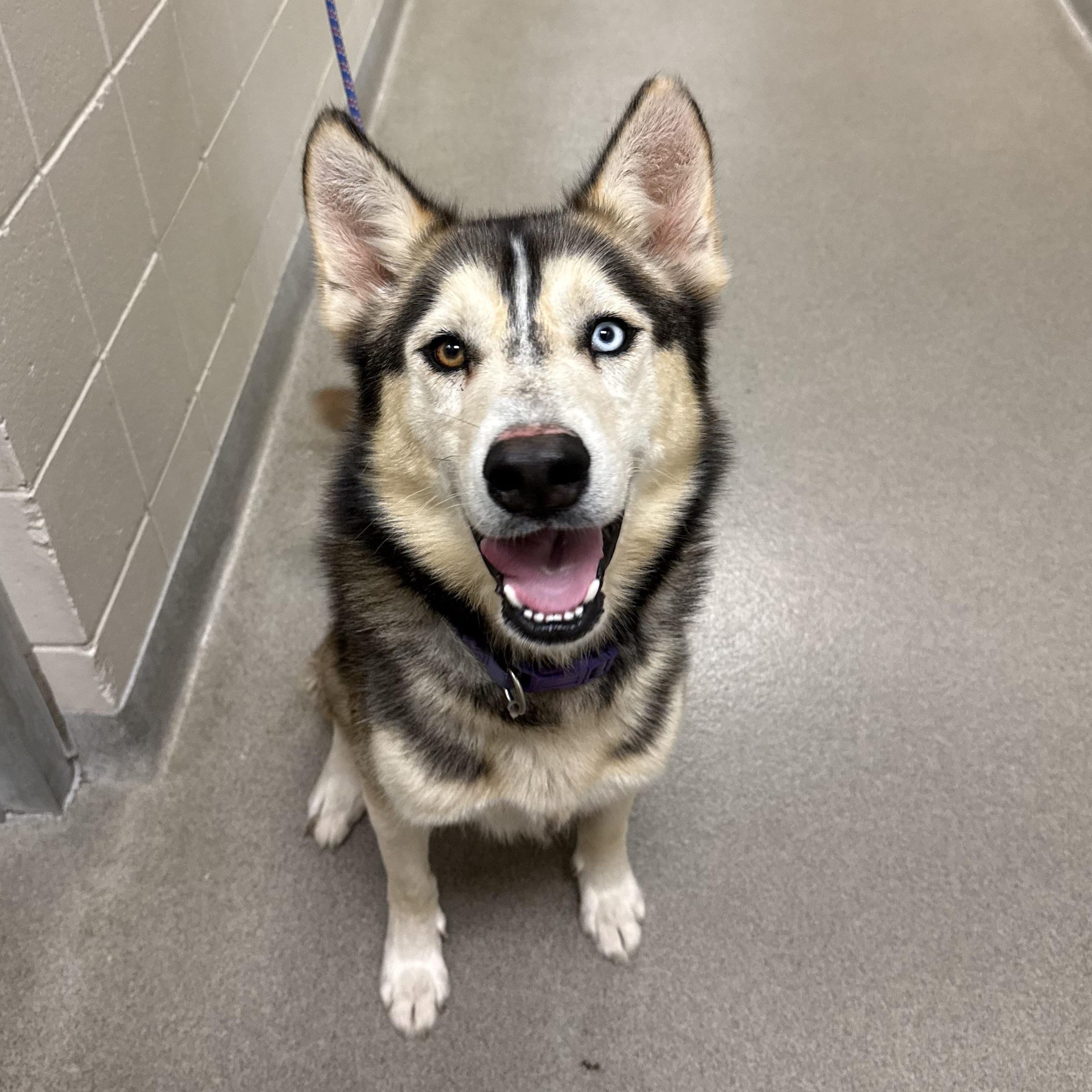 Enlarge Boogie, a ADOPTABLE mixed breed in Kearney, NE image 2/2