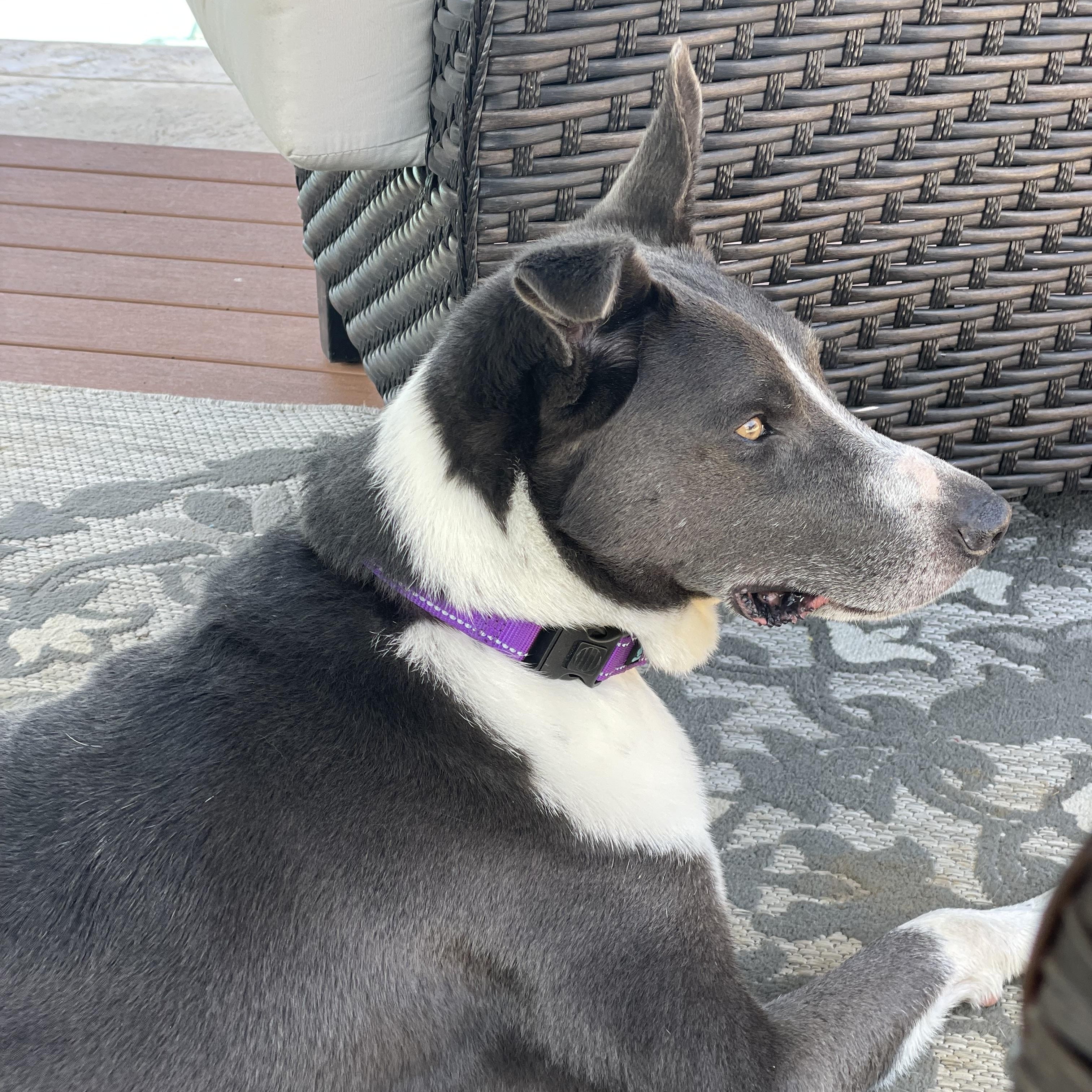 Enlarge MAX, a Adoptable mixed breed image 2/5