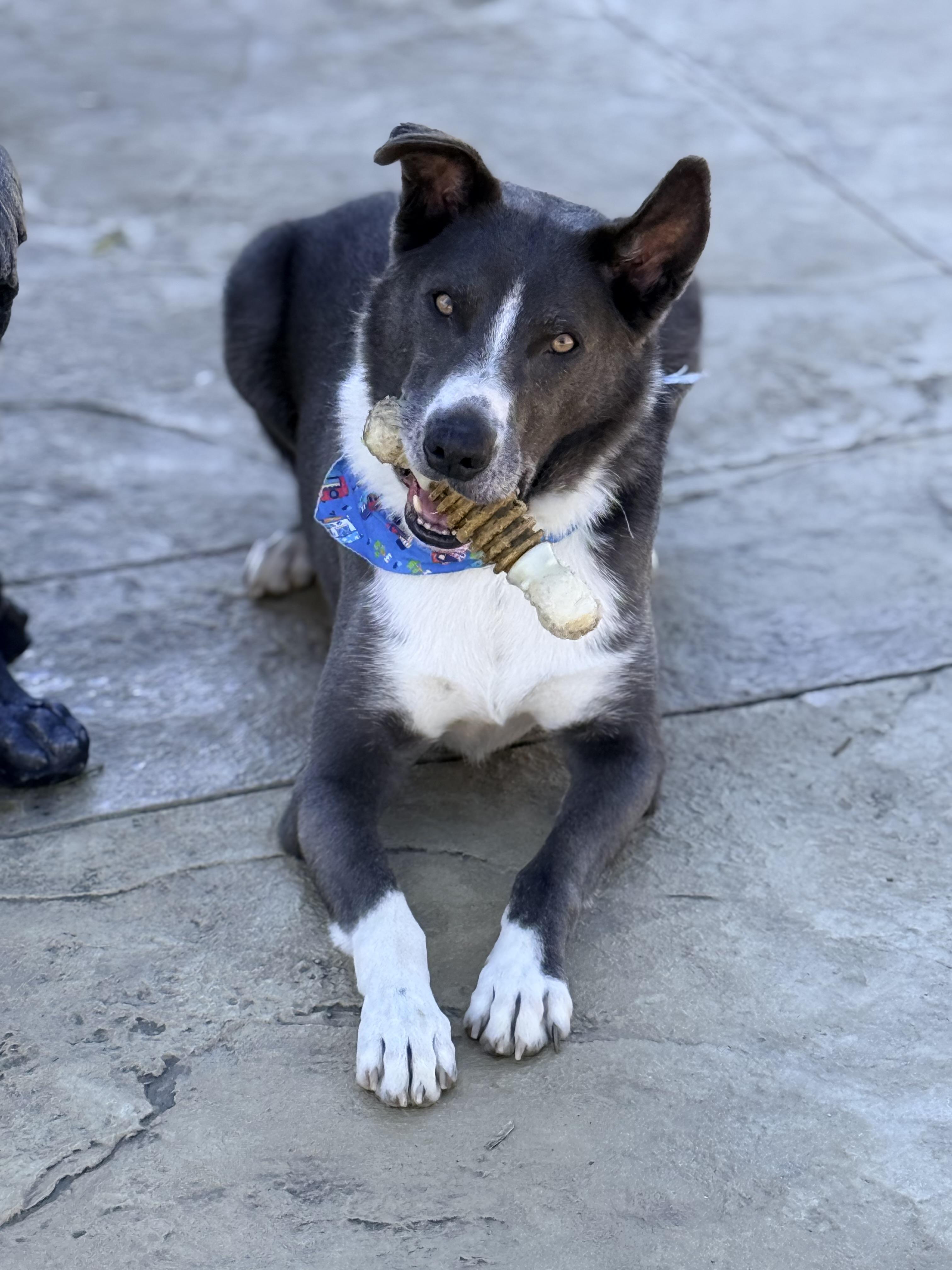 Enlarge MAX, a Adoptable mixed breed in Cincinnati, OH image 6/6
