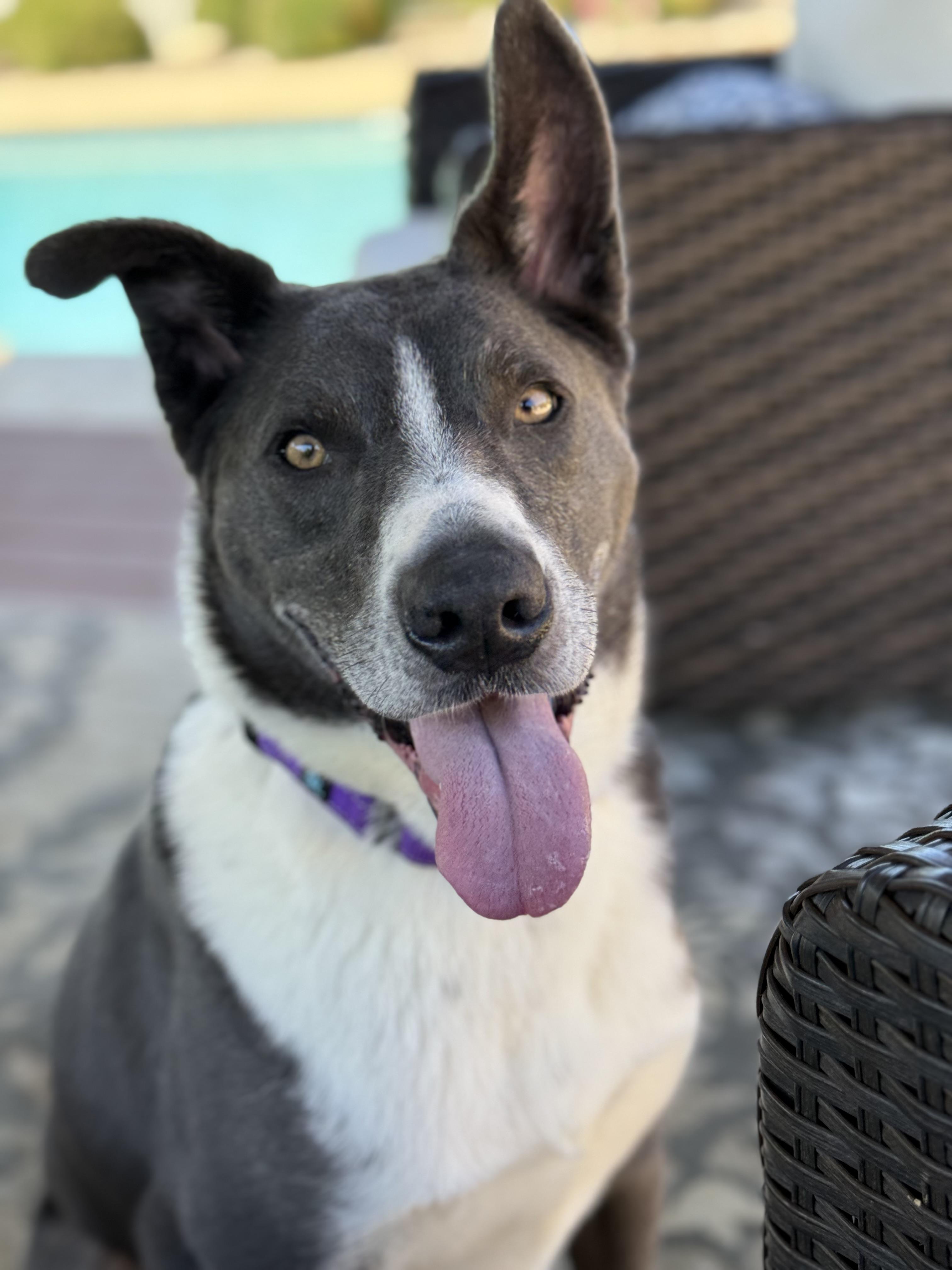 Enlarge MAX, a Adoptable mixed breed image 5/5