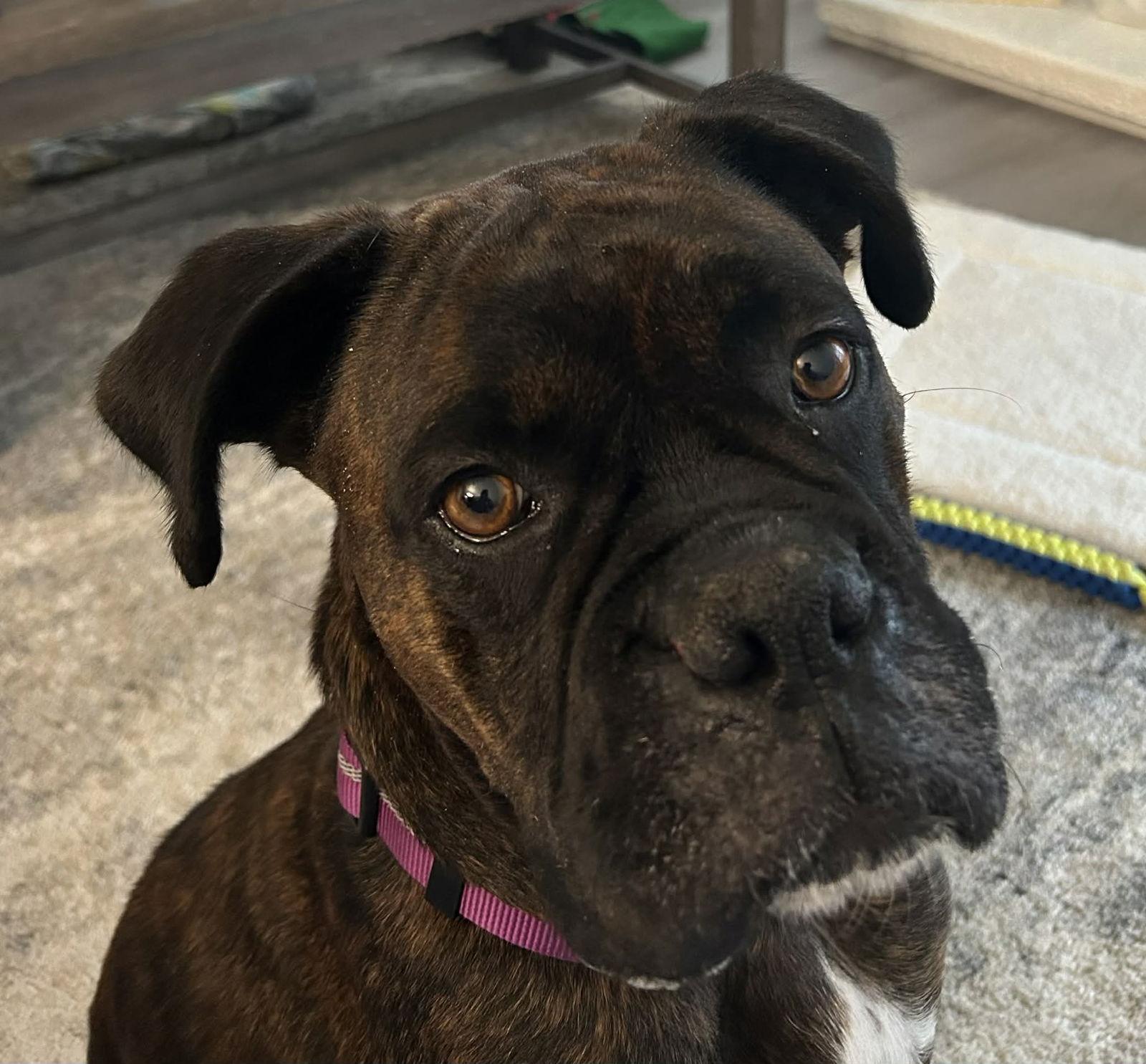 Enlarge Princess, a Adopted Boxer in McMinnville, OR image 1/1