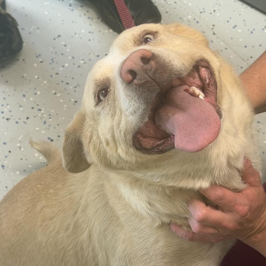 Goldielox, Adoptable, Adult Female Yellow Labrador Retriever & Terrier.