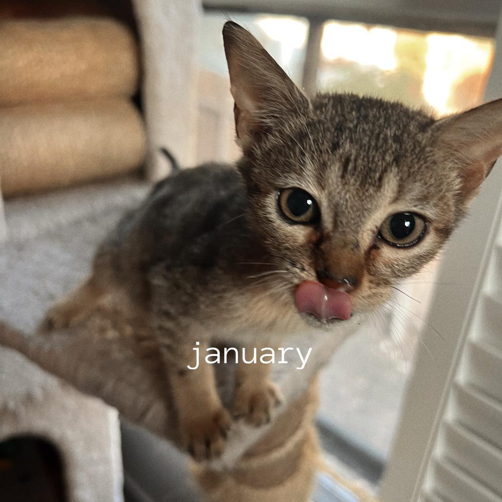 JANUARY, Adoptable, Kitten Female Domestic Short Hair.