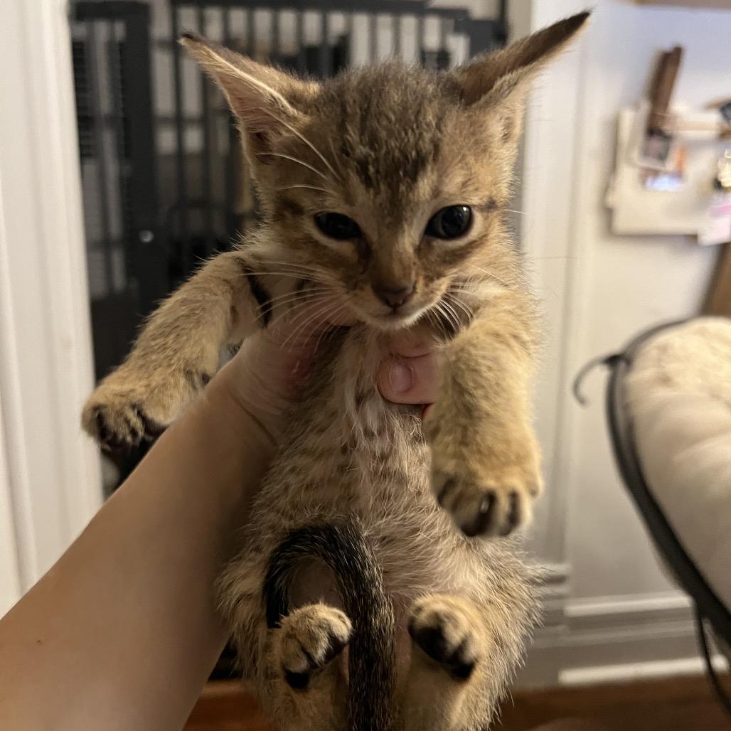 Enlarge JANUARY, a Adoptable Domestic Short Hair in San Antonio, TX image 2/3