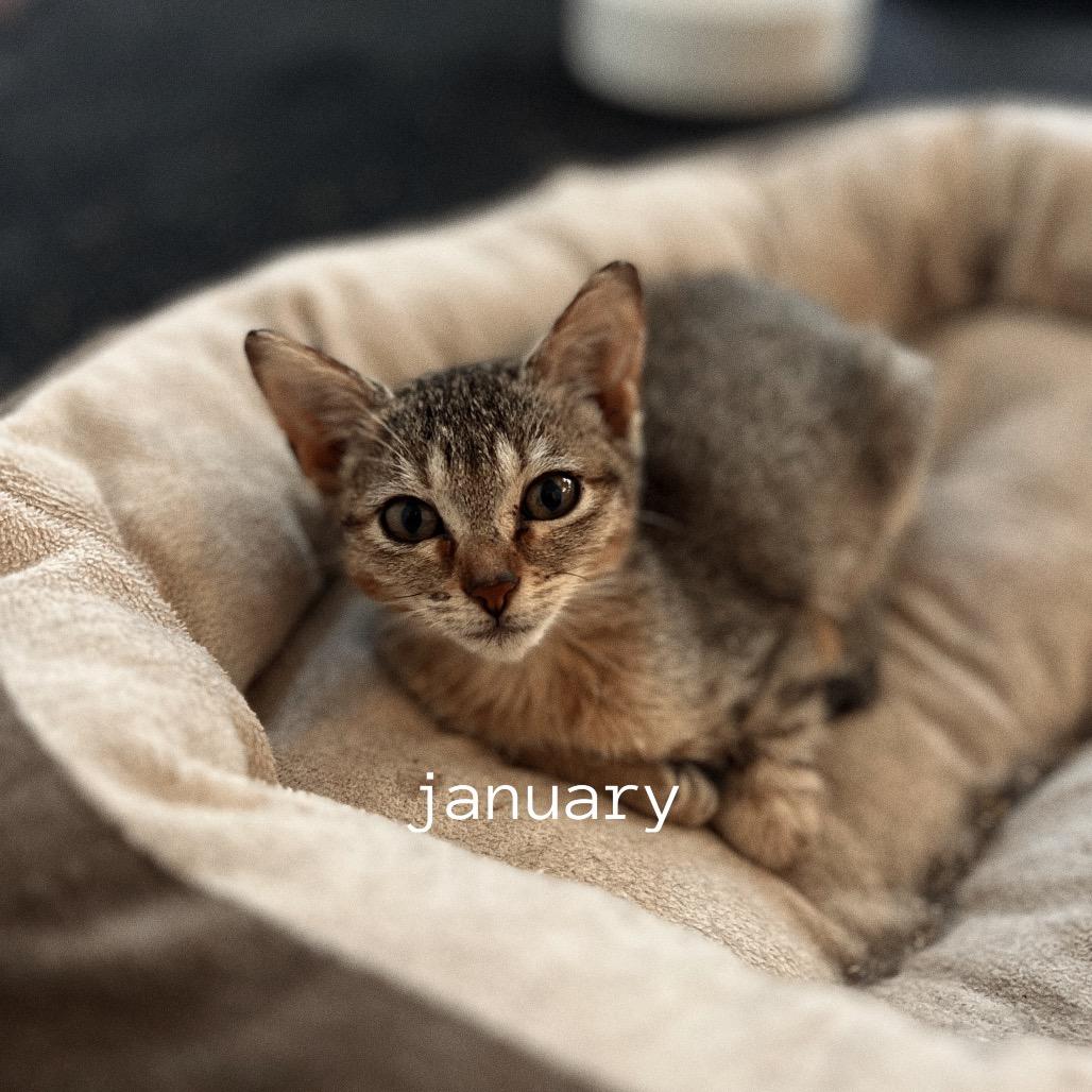 Enlarge JANUARY, a Adoptable Domestic Short Hair in San Antonio, TX image 3/3