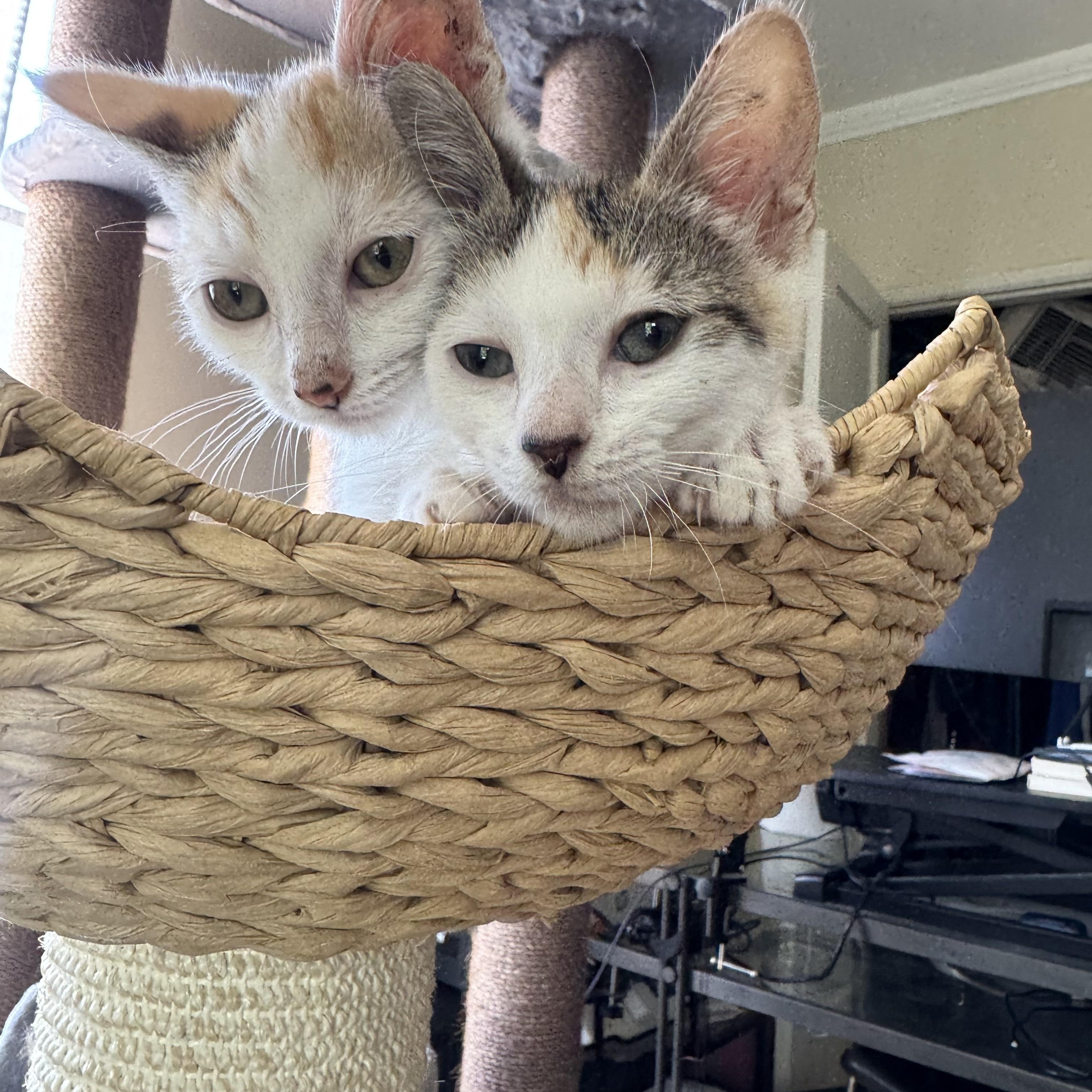 LaGuardia and Haneda (bonded sisters) photo 5