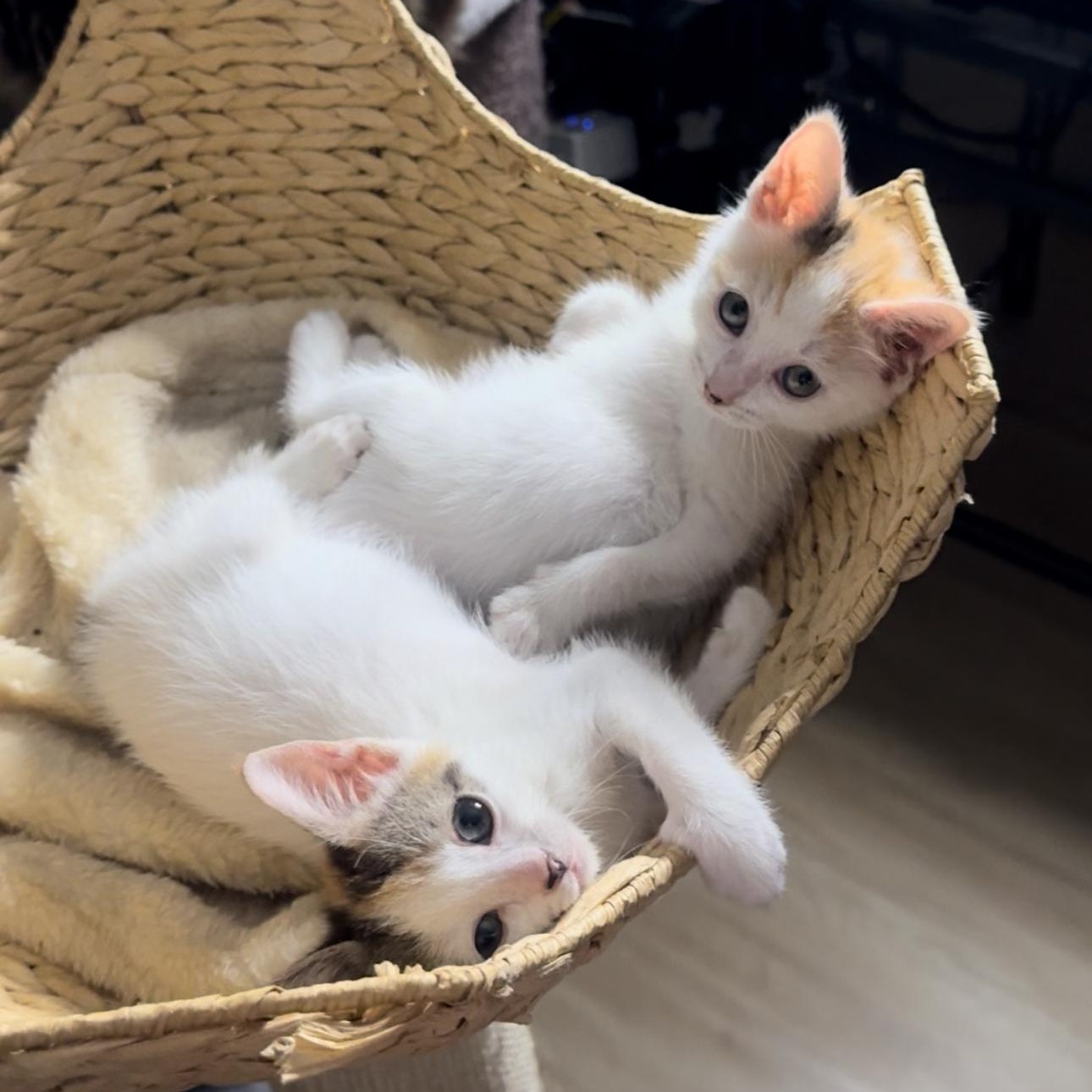 LaGuardia and Haneda (bonded sisters) photo 2