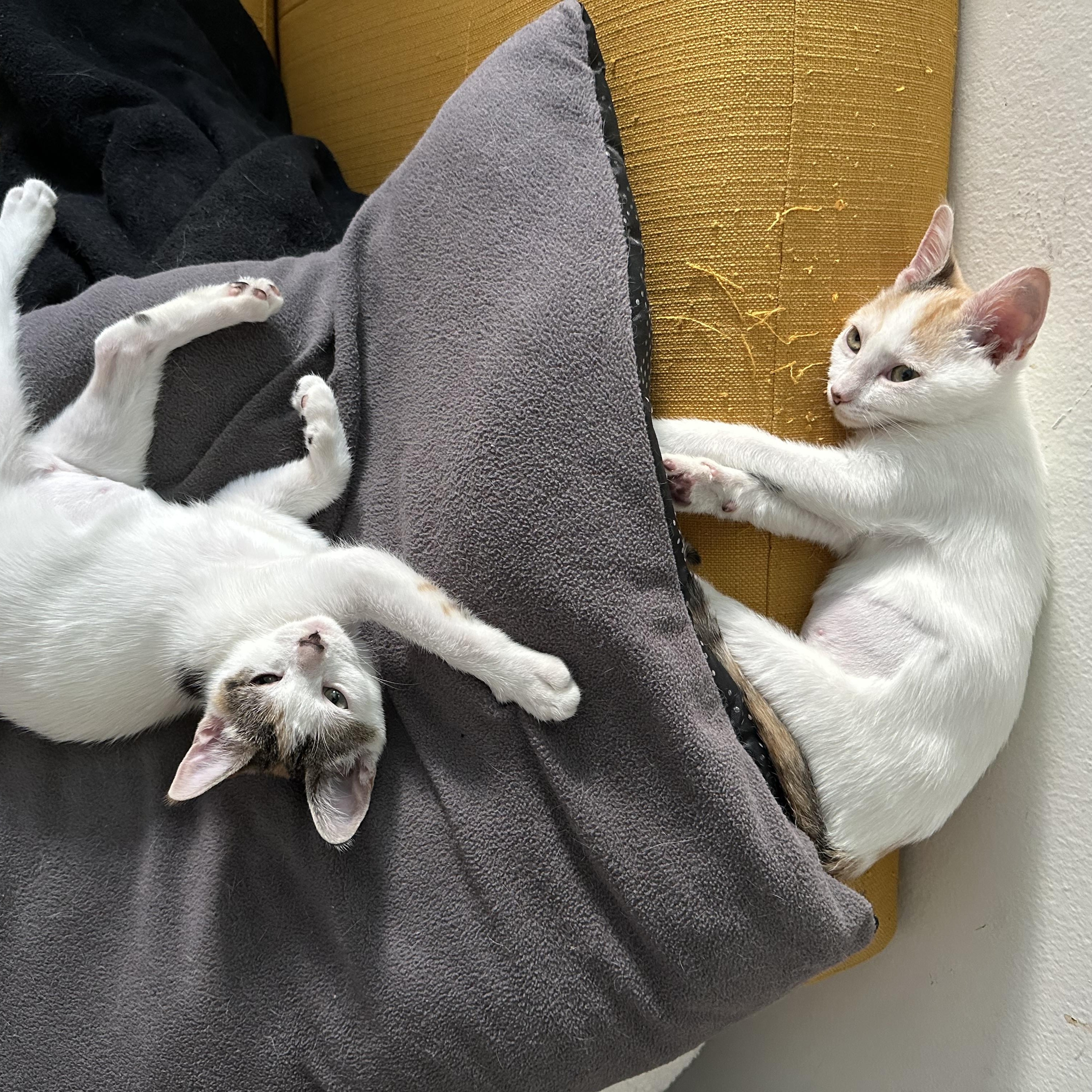 LaGuardia and Haneda (bonded sisters) photo 6