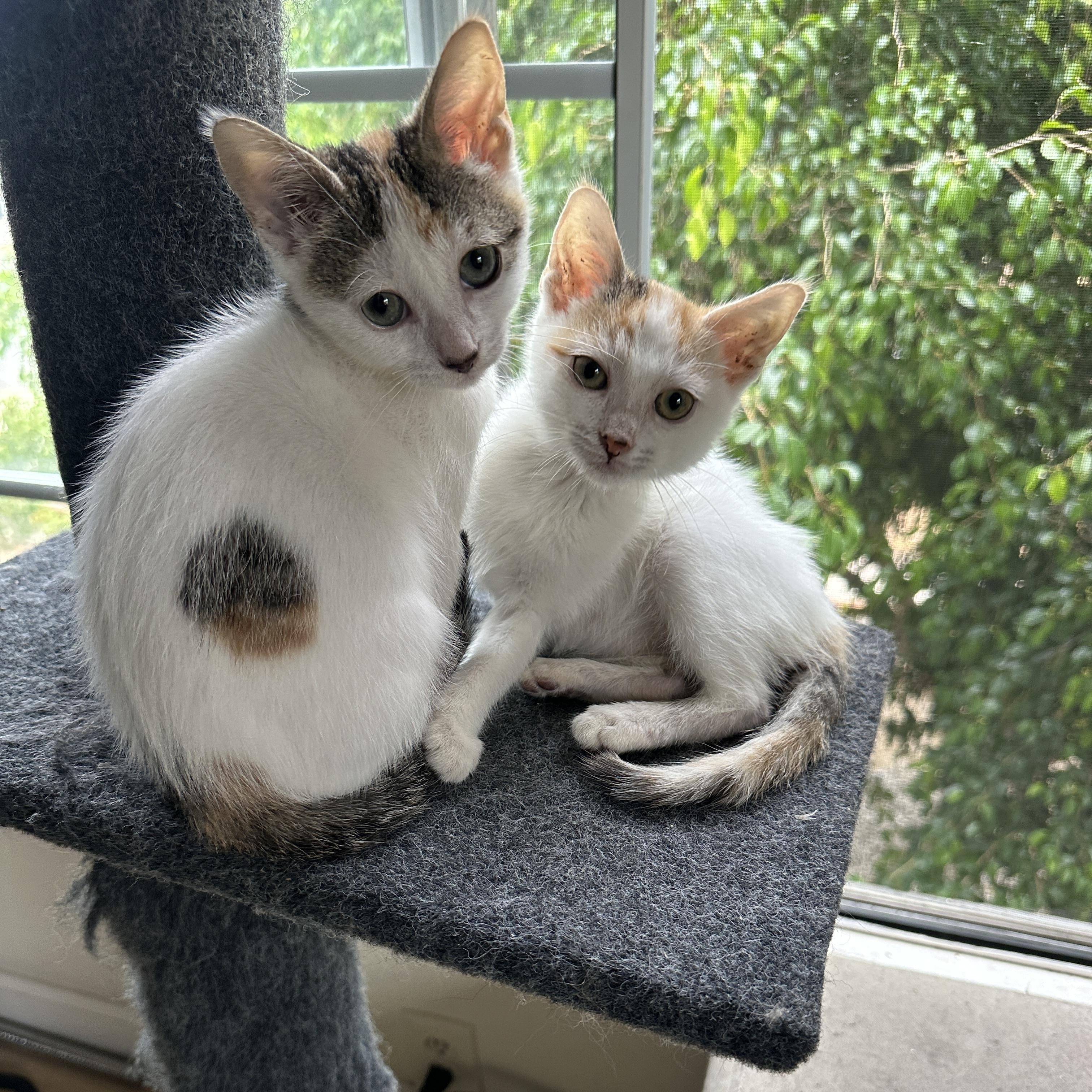 LaGuardia and Haneda (bonded sisters) photo 4
