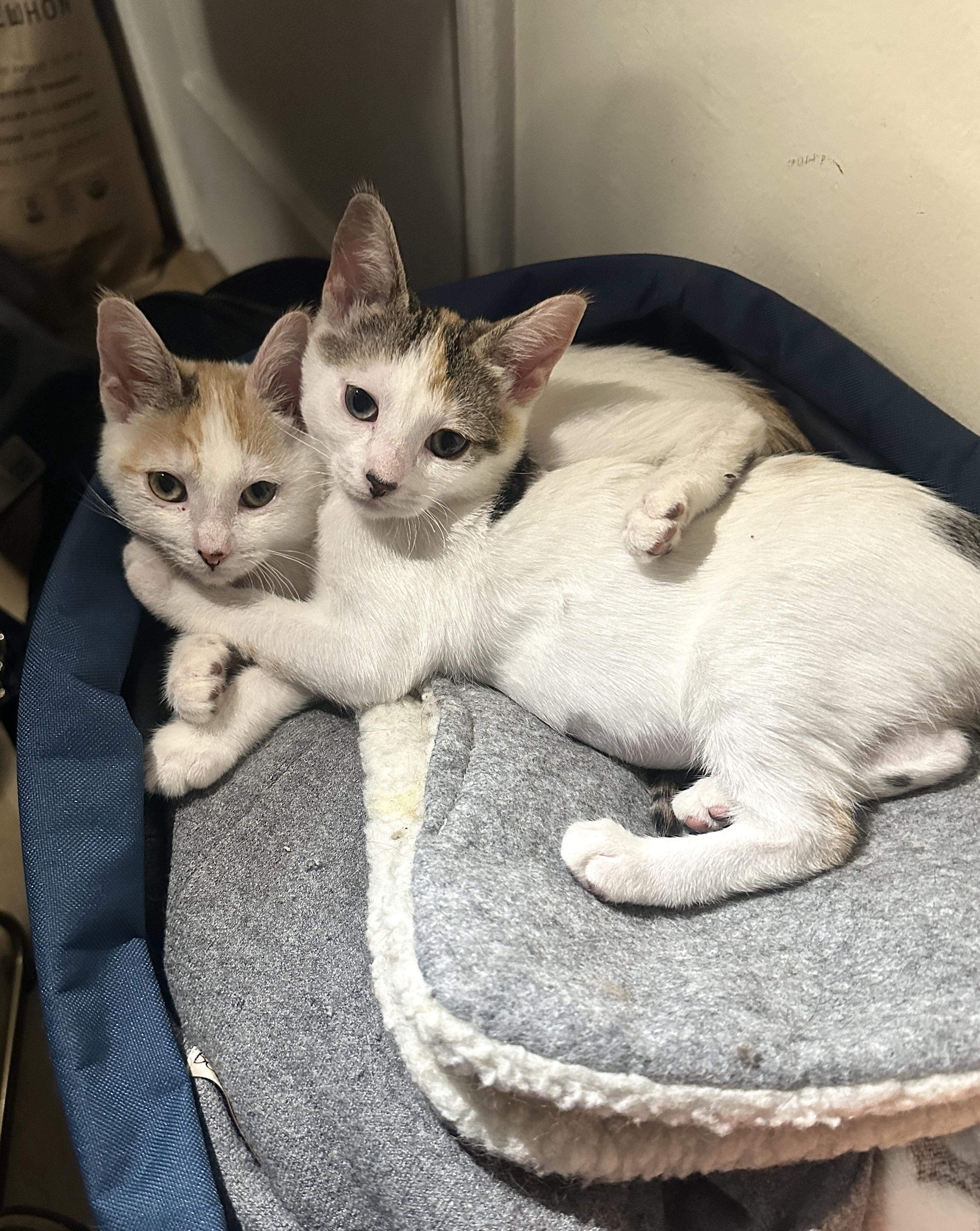 LaGuardia and Haneda (bonded sisters)