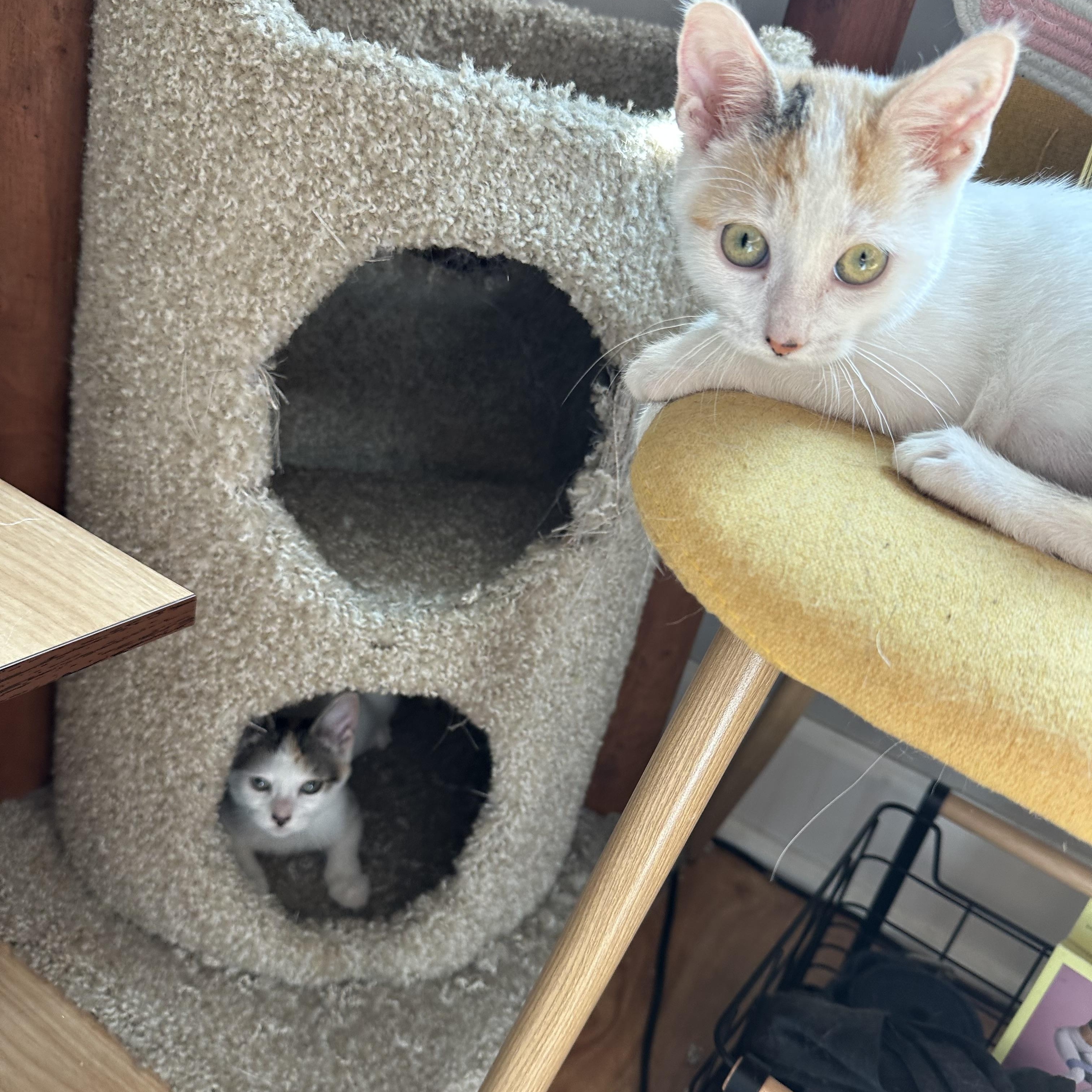 LaGuardia and Haneda (bonded sisters) photo 3