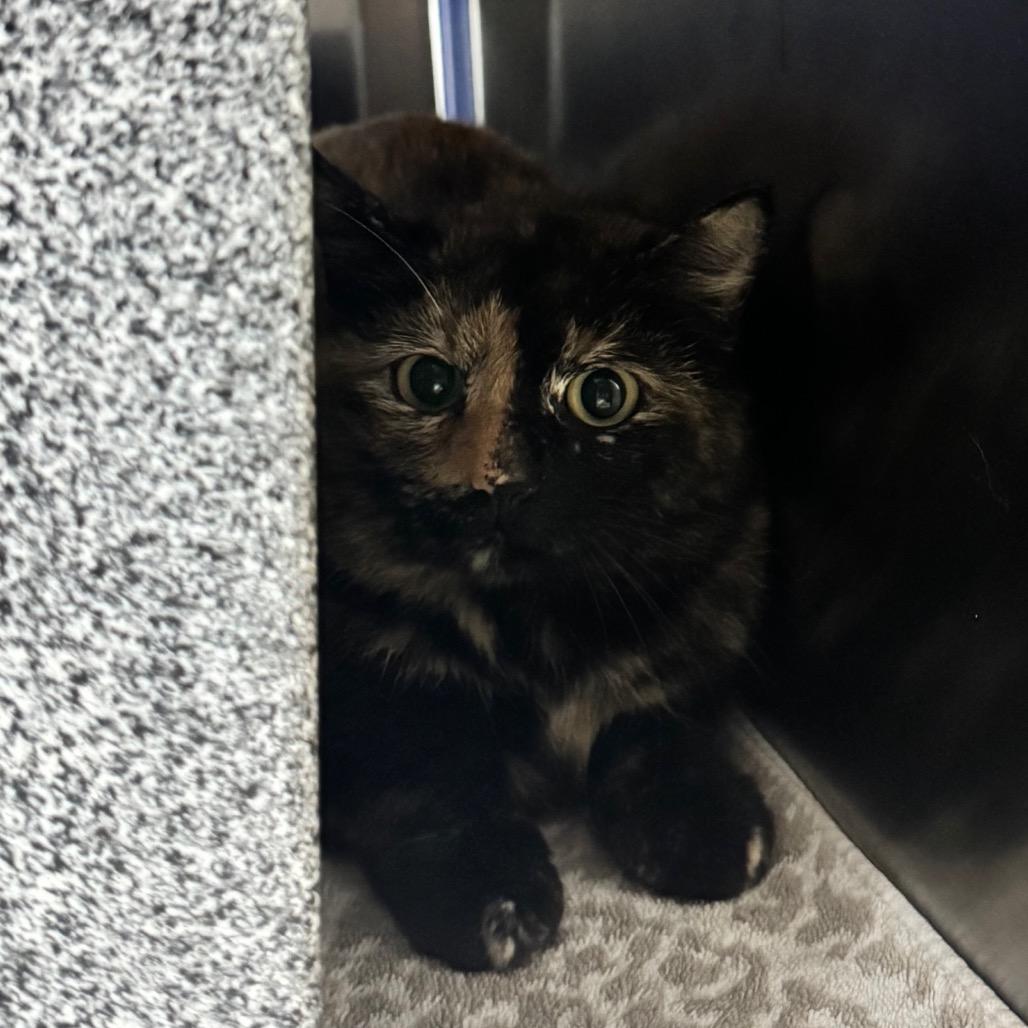 Enlarge Porcelain, a Adoptable Domestic Short Hair in Brookfield, WI image 1/2