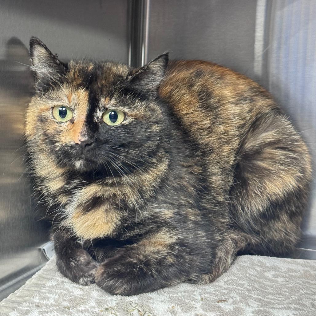 Enlarge Porcelain, a Adoptable Domestic Short Hair in Brookfield, WI image 2/2