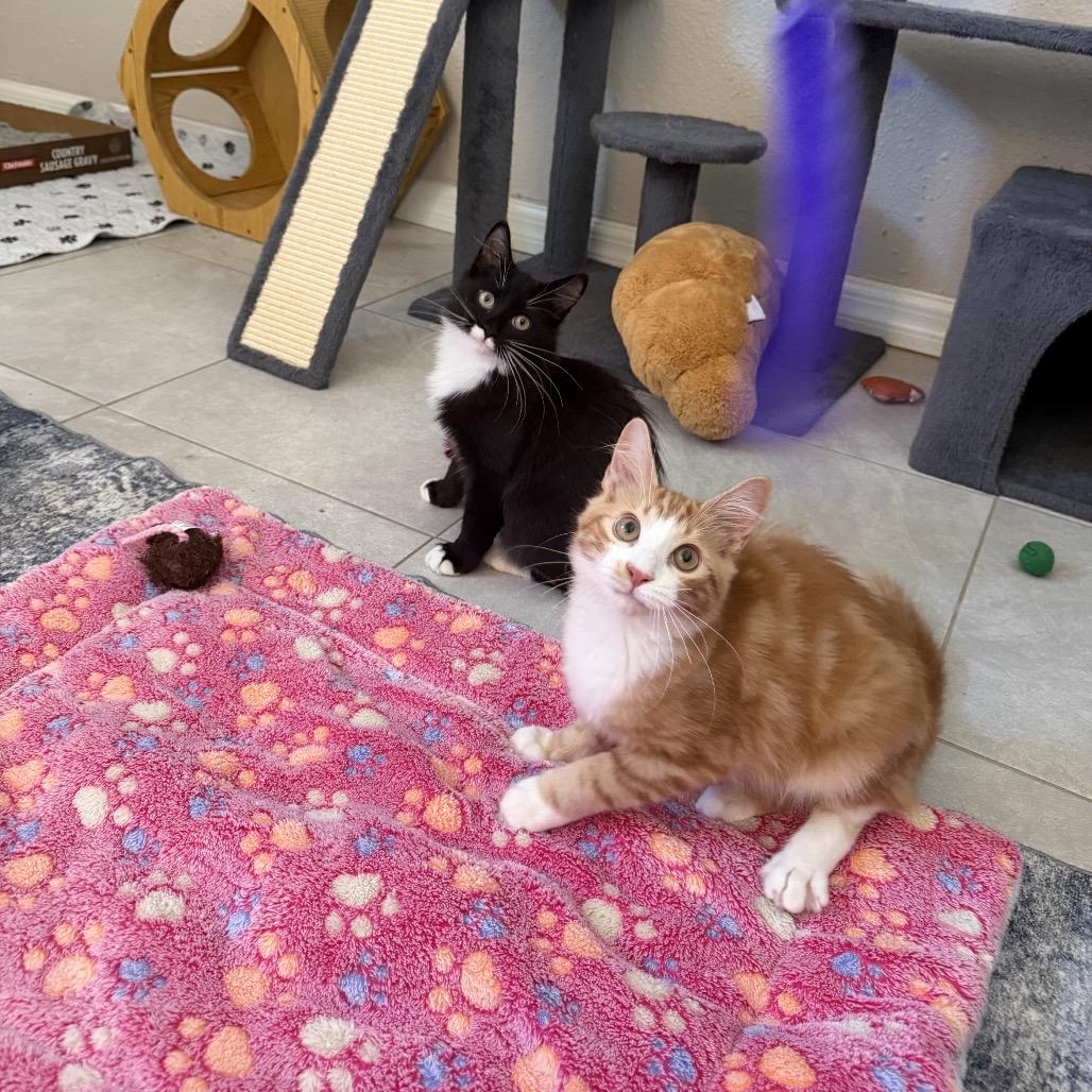Merlin, Adoptable, Kitten Male Domestic Medium Hair.