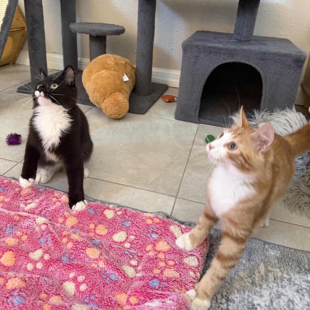 Enlarge Merlin, a Adoptable Domestic Medium Hair in Port Richey, FL image 2/4