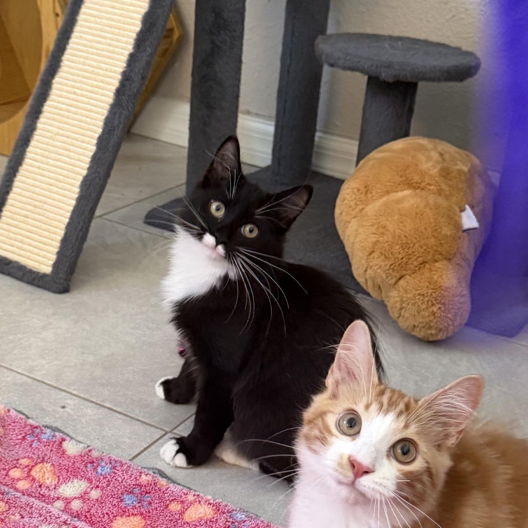Enlarge Merlin, a Adoptable Domestic Medium Hair in Port Richey, FL image 3/4