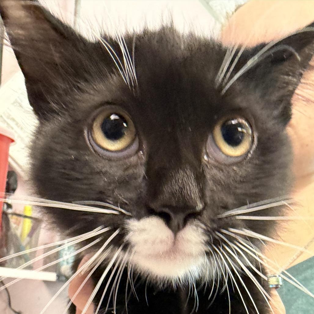Enlarge Merlin, a Adoptable Domestic Medium Hair in Port Richey, FL image 4/4