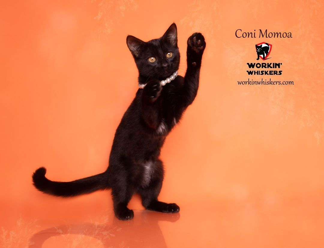 Enlarge CONI MOMOA, a Adoptable mixed breed in Murrieta, CA image 5/6