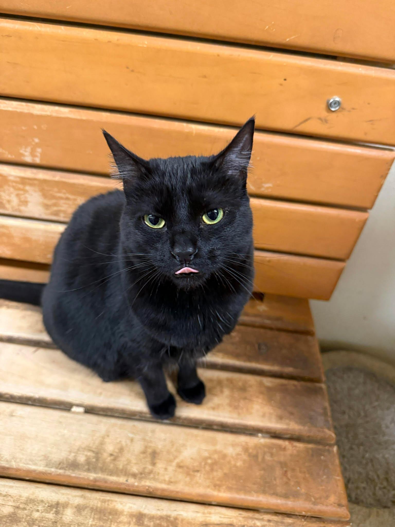 CONI MOMOA, a Adoptable mixed breed in Murrieta, CA image 3/6