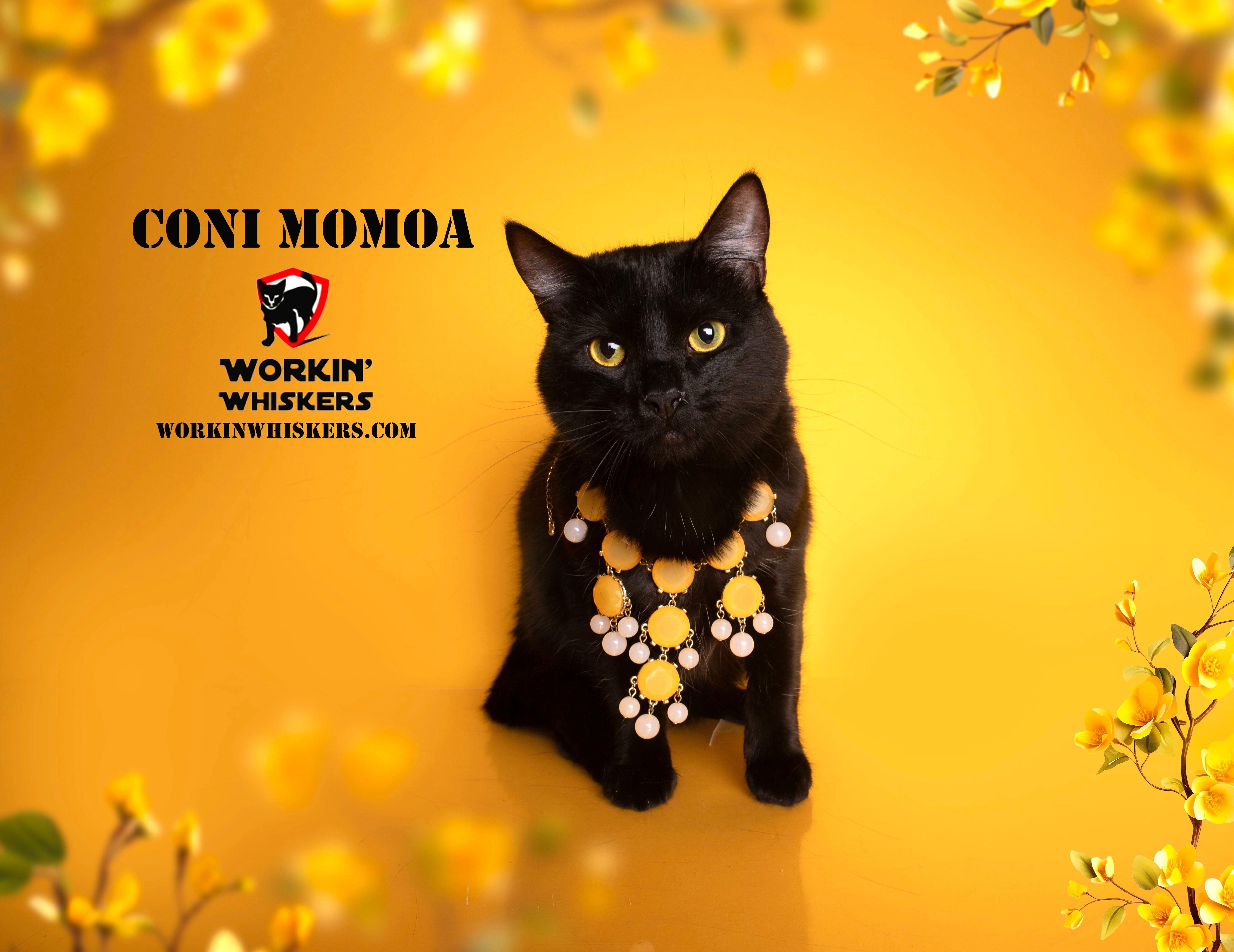 Enlarge CONI MOMOA, a Adoptable mixed breed in Murrieta, CA image 1/6