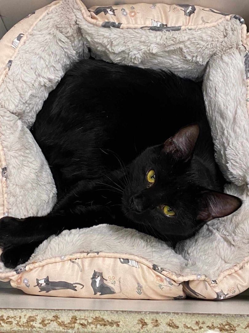 Enlarge CONI MOMOA, a Adoptable mixed breed in Murrieta, CA image 4/6