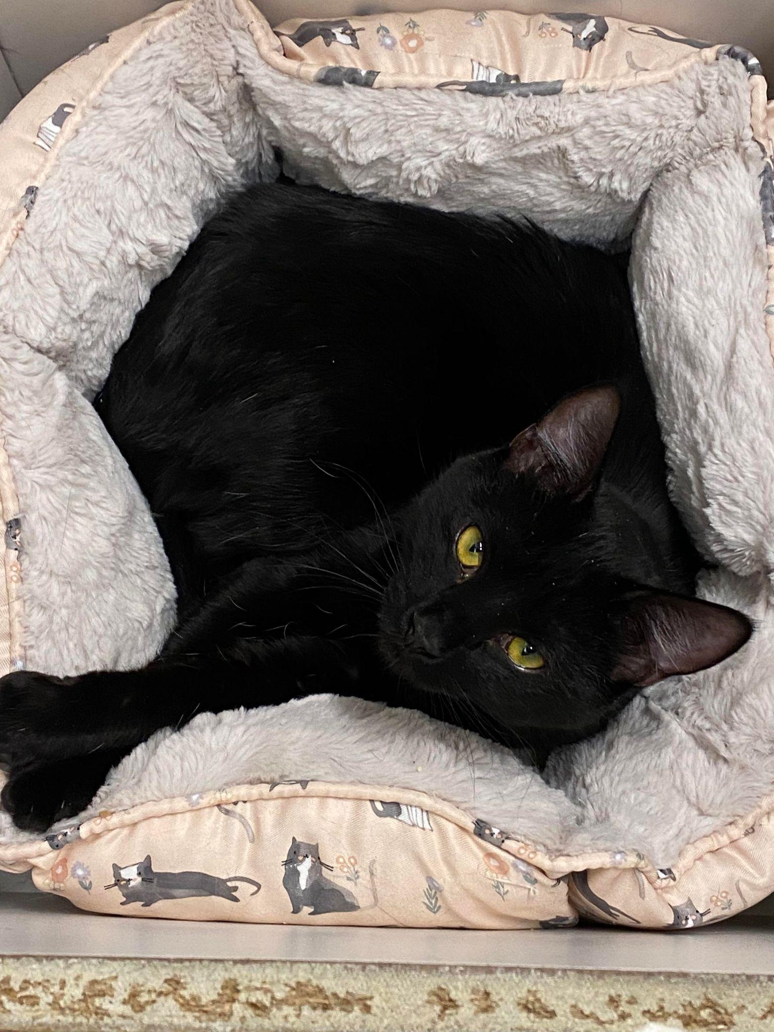 CONI MOMOA, a Adoptable mixed breed in Murrieta, CA image 4/6