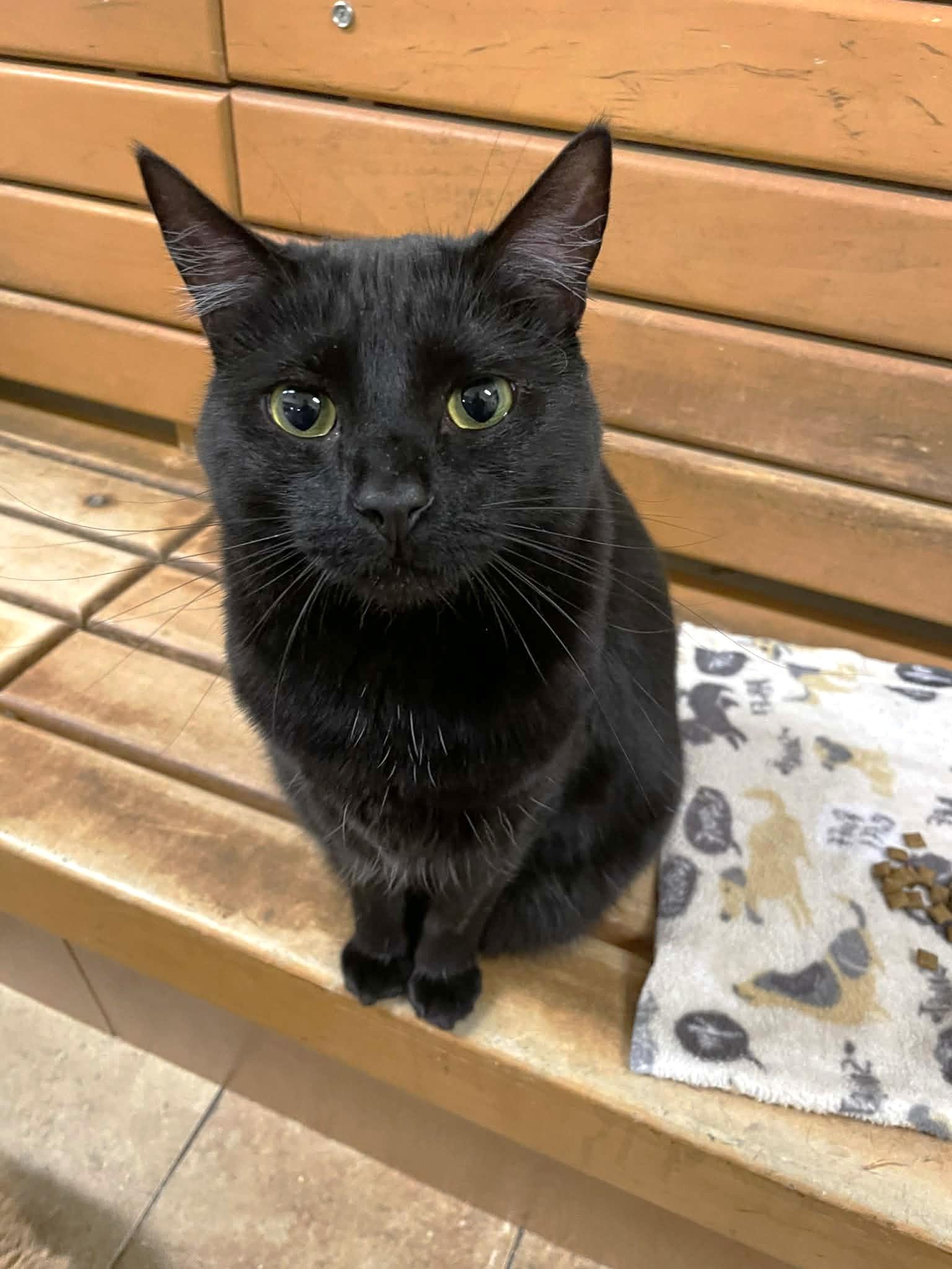 CONI MOMOA, a Adoptable mixed breed in Murrieta, CA image 5/6