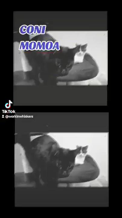 Enlarge CONI MOMOA, a Adoptable mixed breed in Murrieta, CA video 6/6