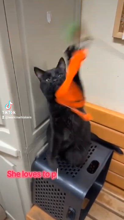 Enlarge CONI MOMOA, a Adoptable mixed breed in Murrieta, CA video 6/6