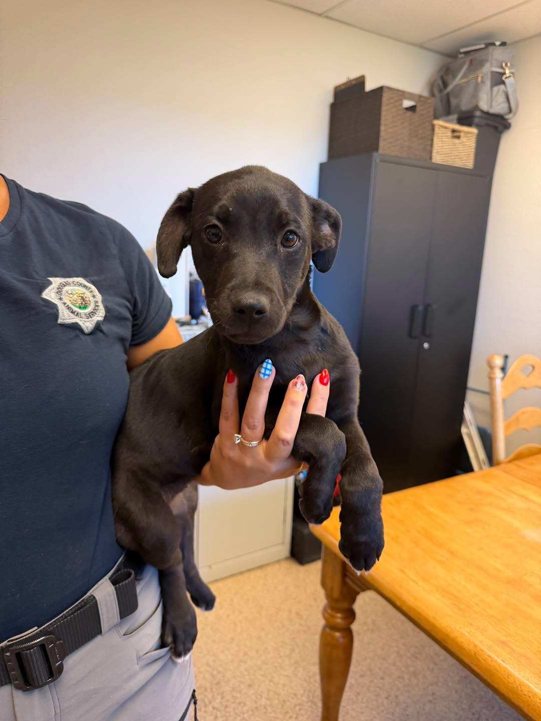 Skye, adopted, Puppy Female Pit Bull Terrier & Labrador Retriever.