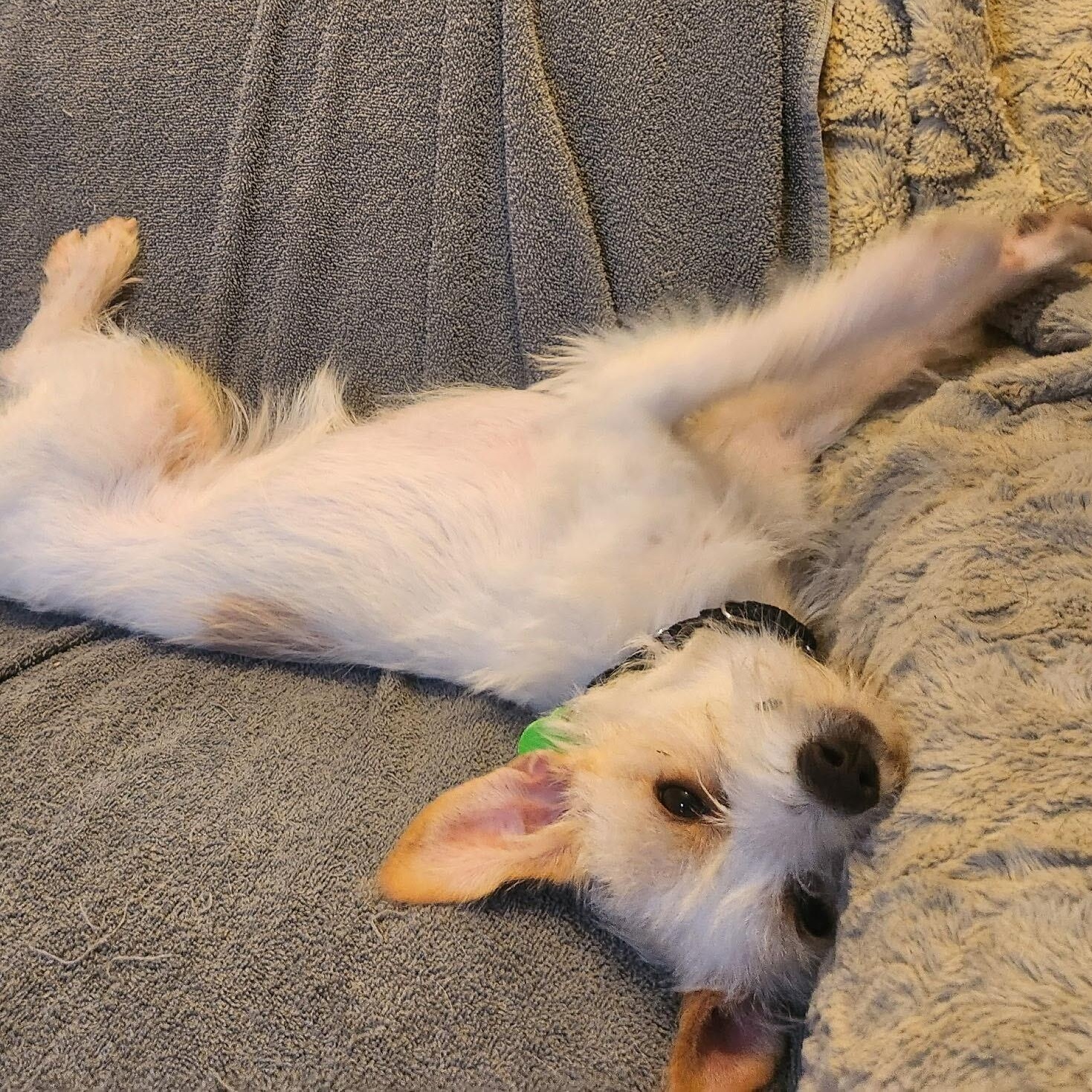 Wheezy, an adopted mixed breed in Marfa, TX image 1/4
