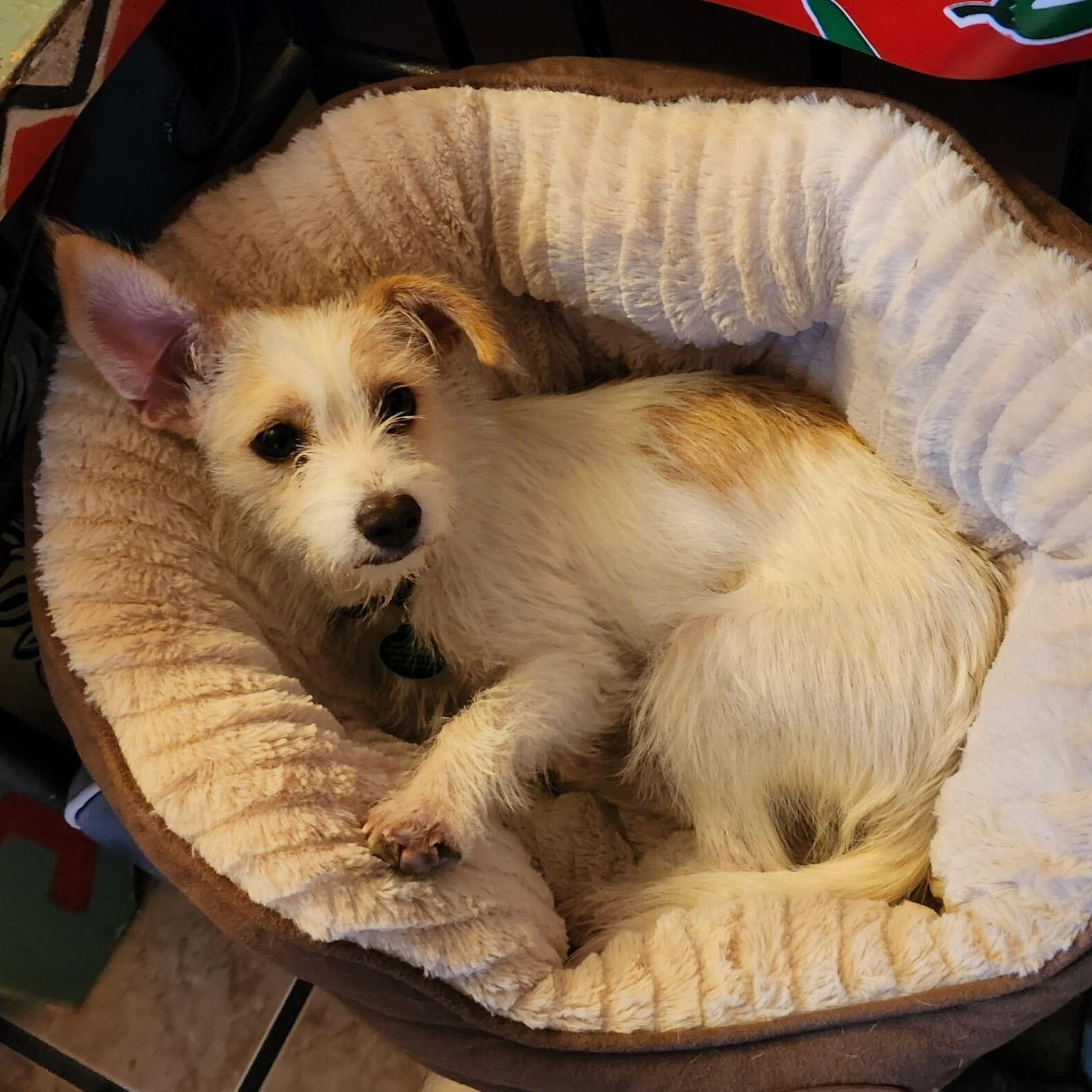 Wheezy, an adopted mixed breed in Marfa, TX image 4/4