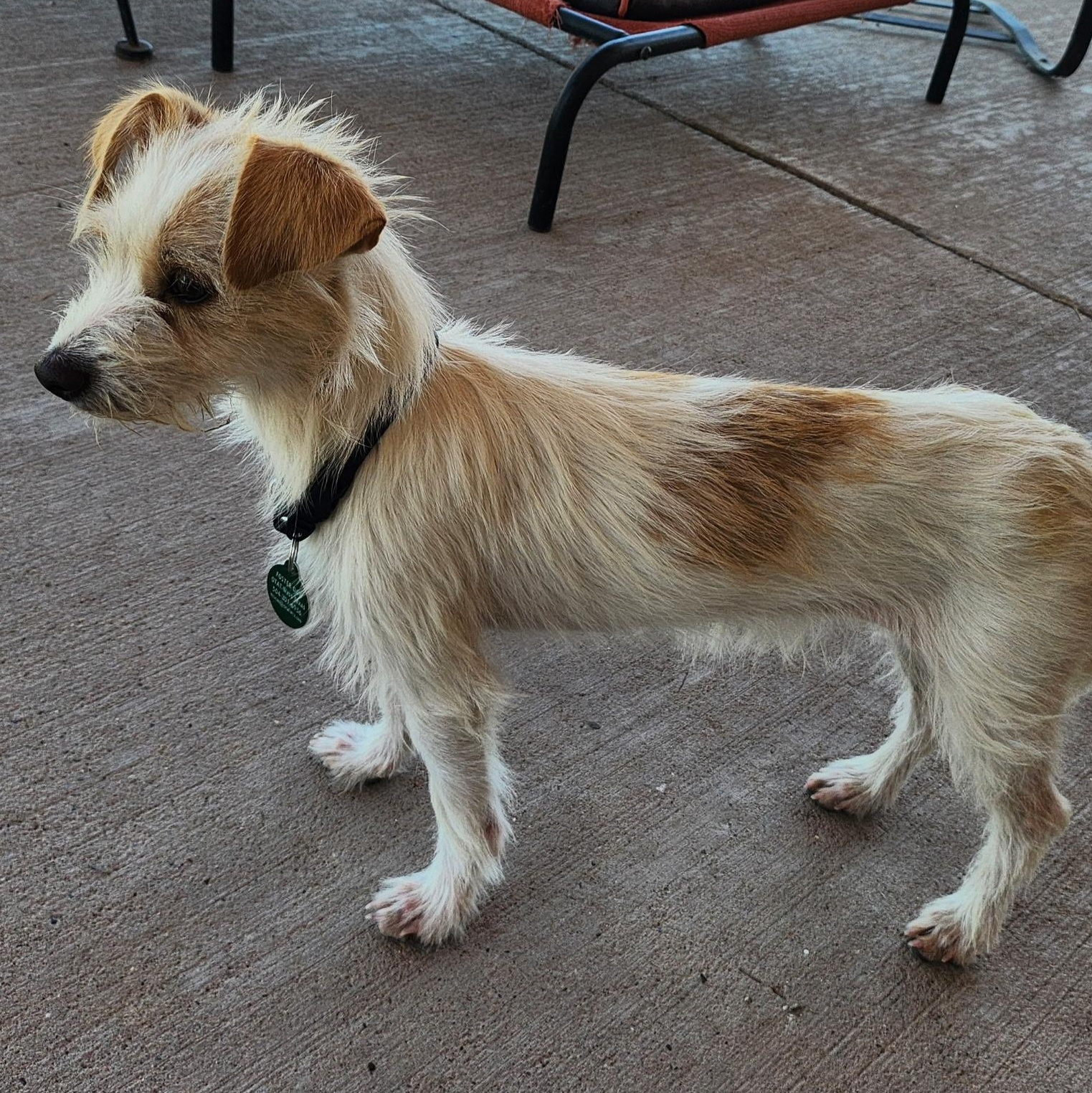 Wheezy, an adopted mixed breed in Marfa, TX image 2/4
