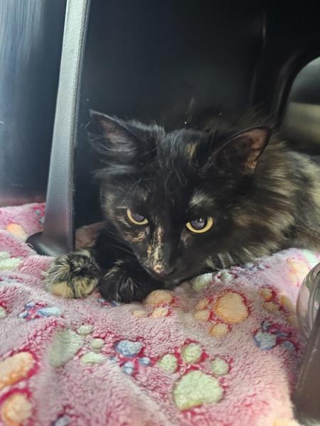 Prancer, Adoptable, Adult Female Domestic Long Hair.