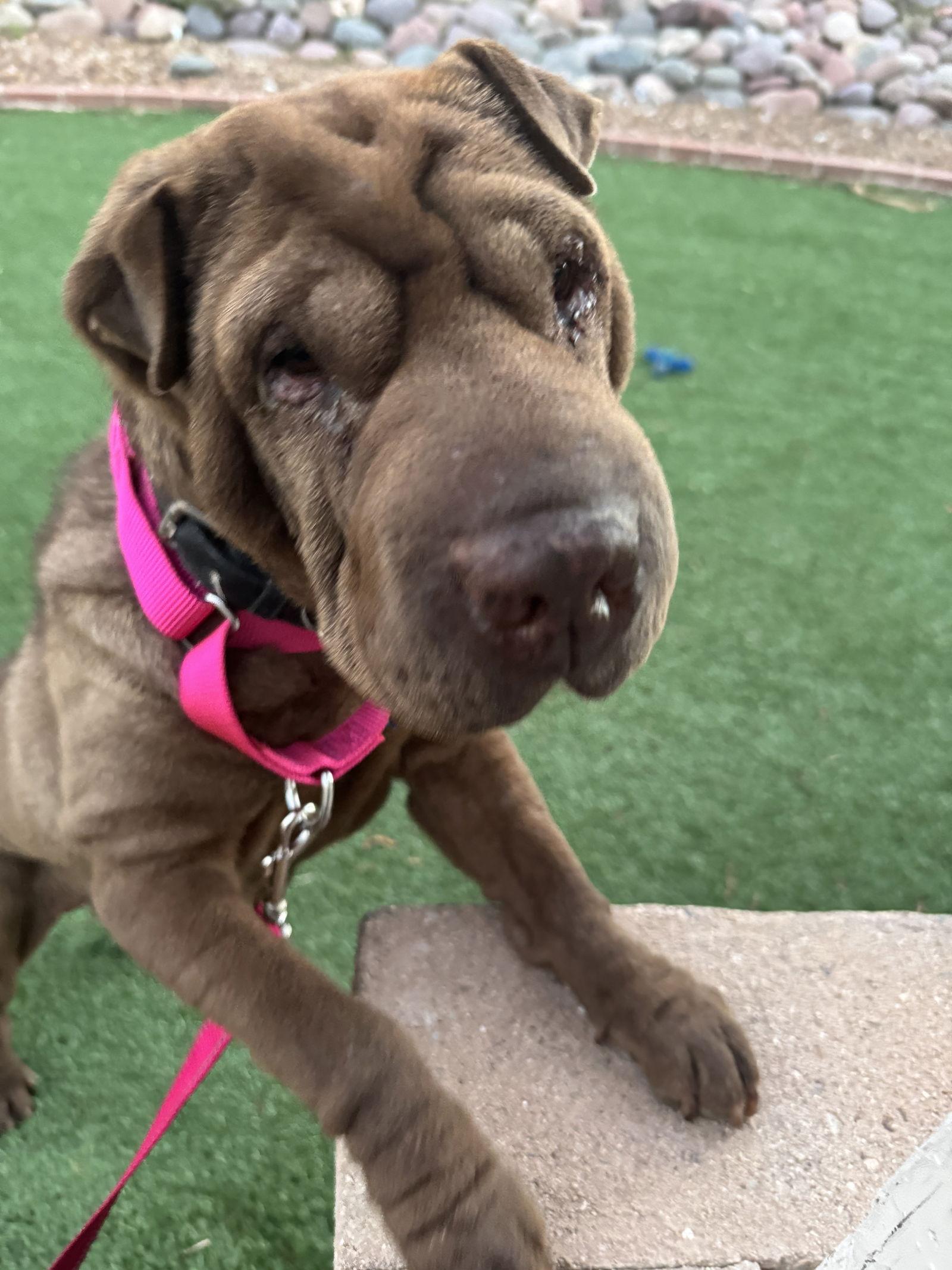 Hippo, Adoptable, Adult Female Shar-Pei.