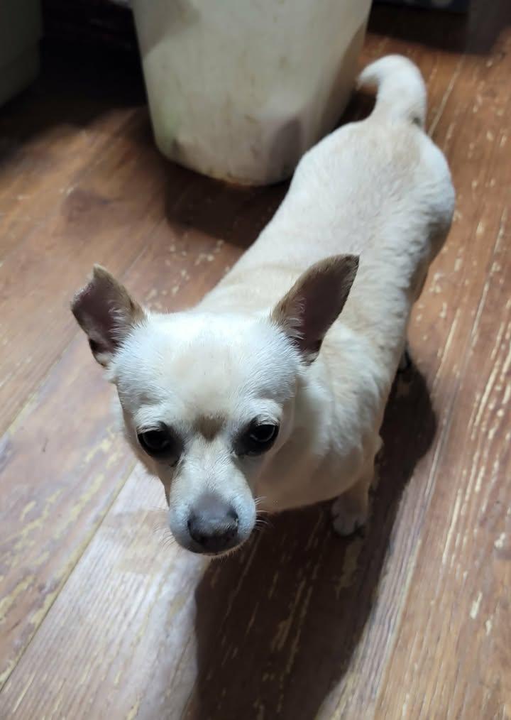 Daisy, adoptable, Adult Female Chihuahua.
