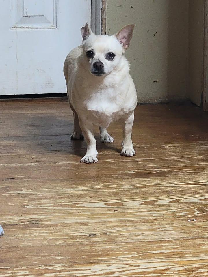 Enlarge Daisy, an adoptable Chihuahua in Van Alstyne, TX image 2/2