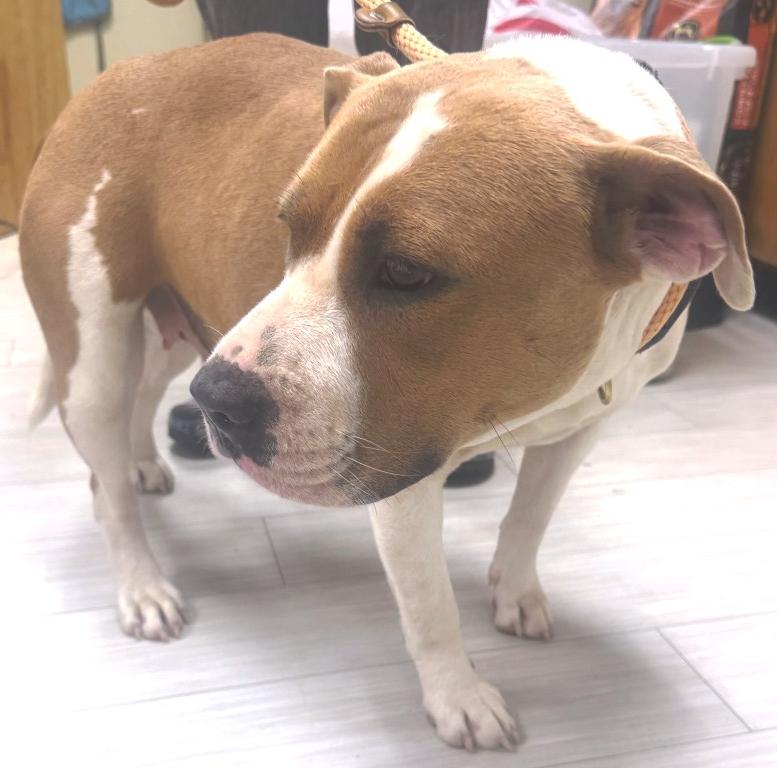 Sophie, sweet, beautiful, gentle girl