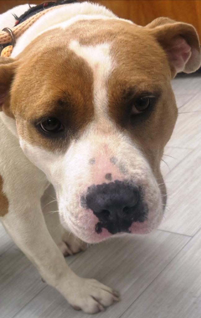 Sophie, sweet, beautiful, gentle girl