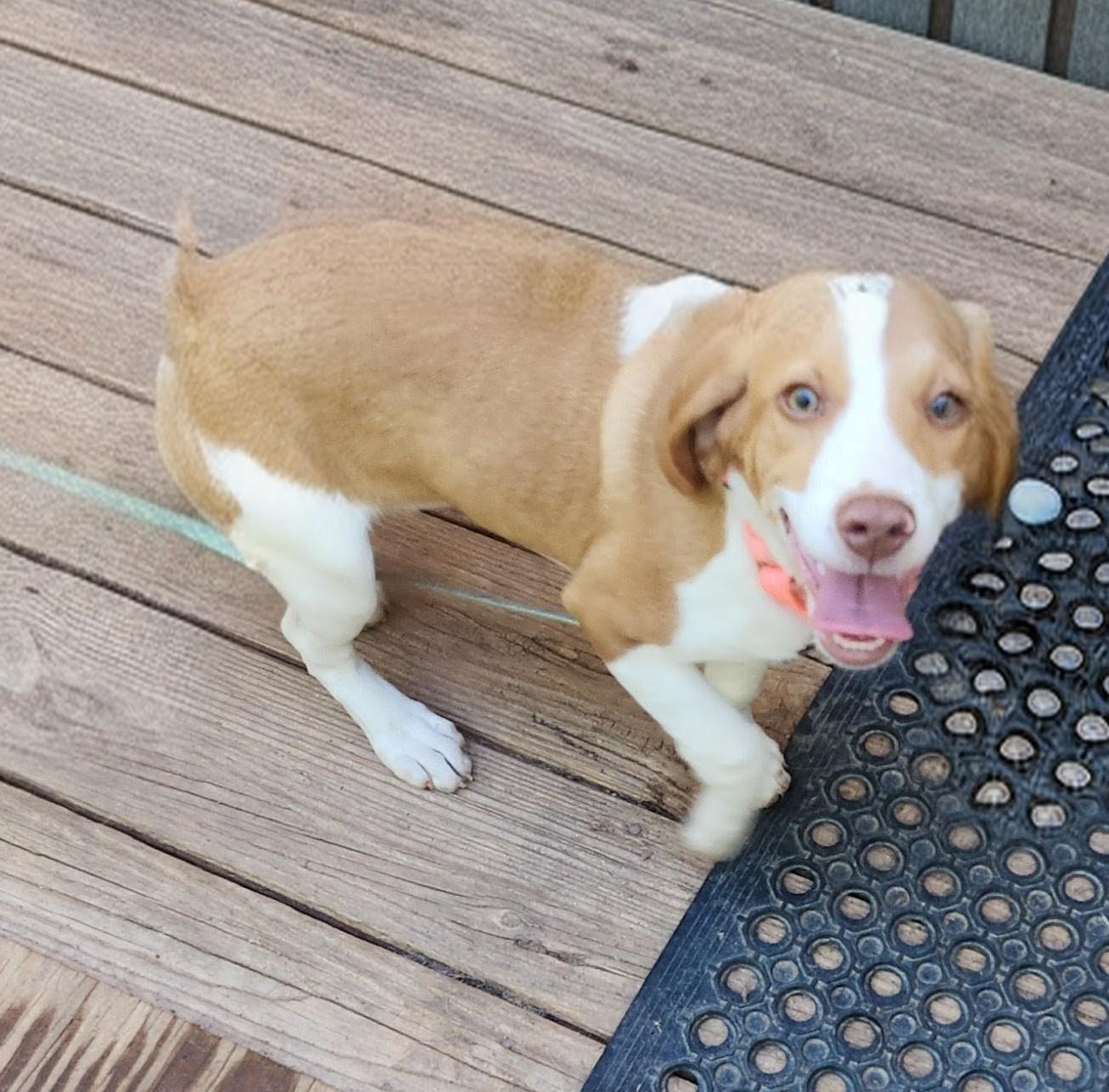 Enlarge JOURNEE, an adopted Beagle in Troutman, NC image 2/6