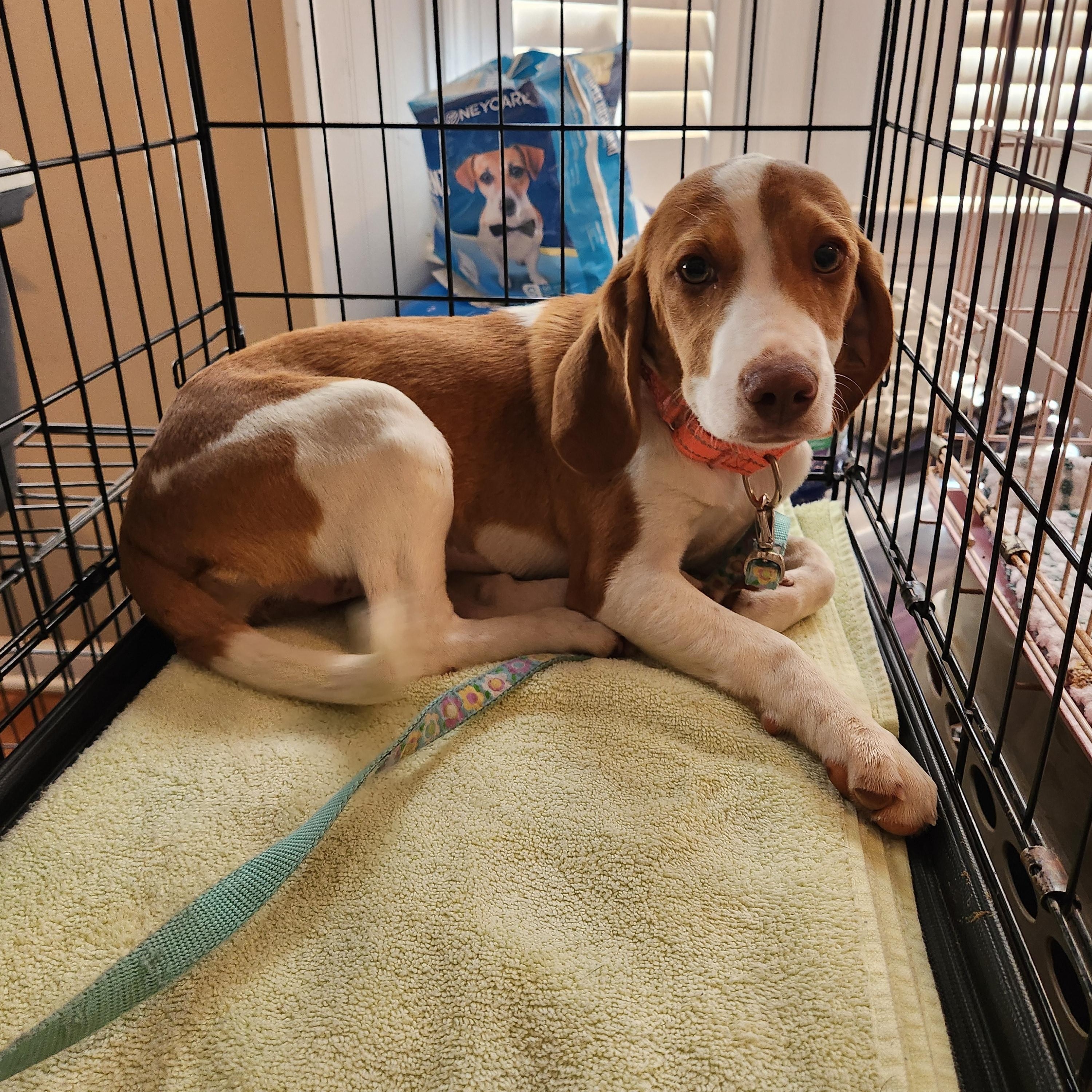 Enlarge JOURNEE, an adopted Beagle in Troutman, NC image 5/6