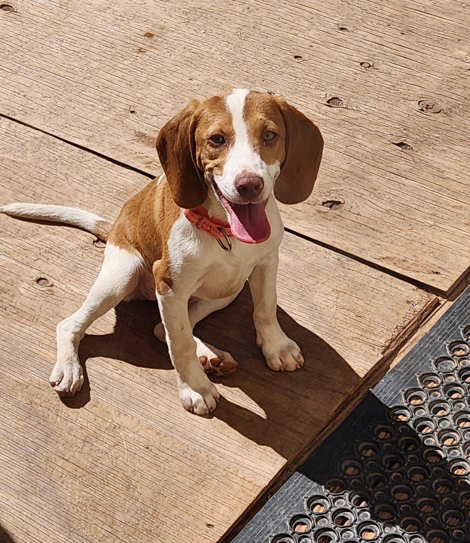 JOURNEE, adopted, Puppy Female Beagle.