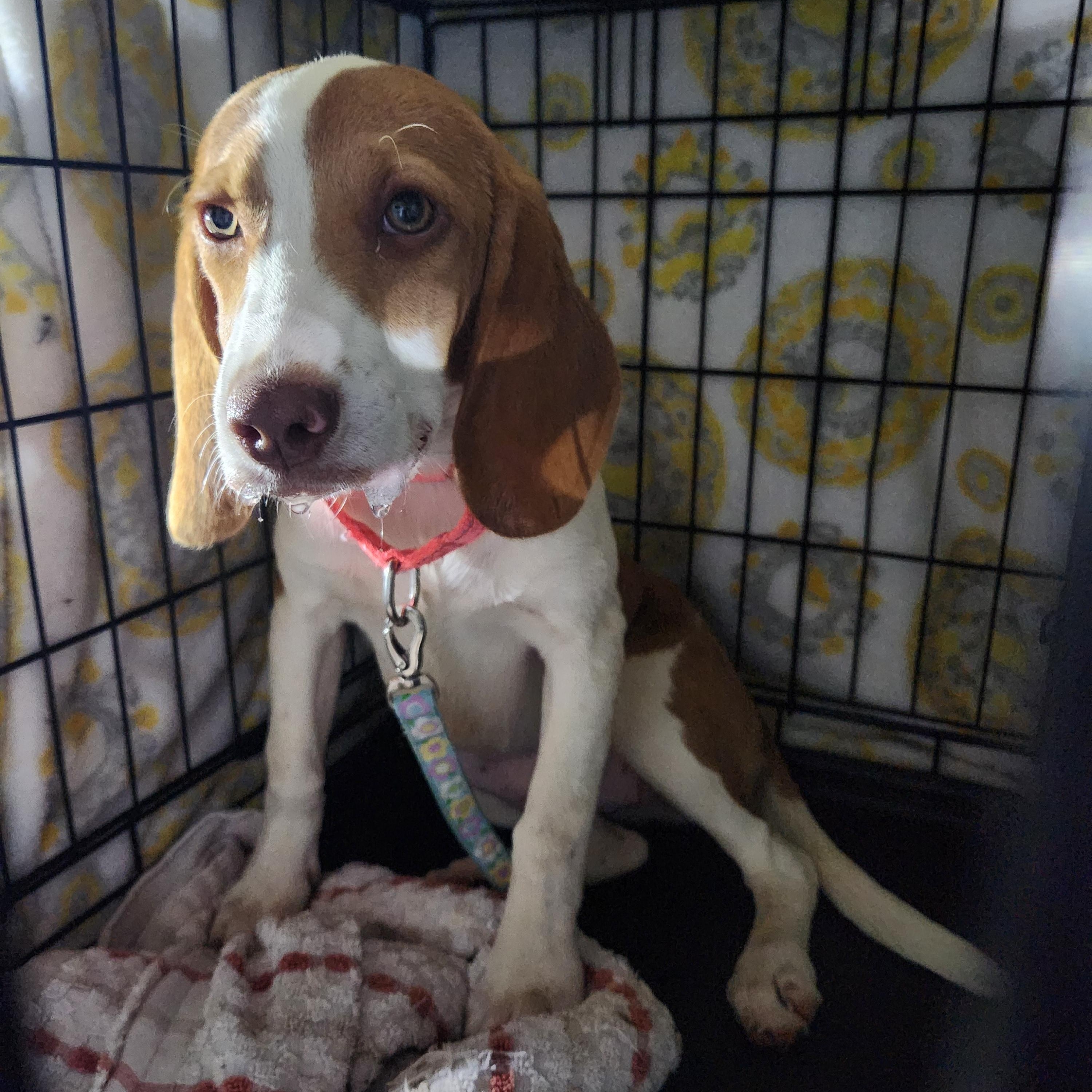 Enlarge JOURNEE, an adopted Beagle in Troutman, NC image 6/6